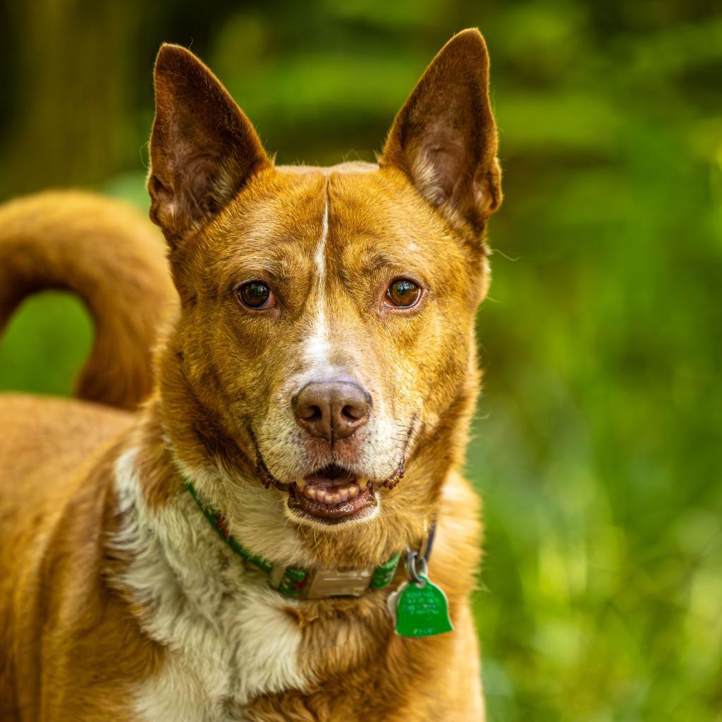 Enlarge Zoomer (I Have a Secret Crush!), a Adoptable mixed breed in Decatur, GA image 3/6