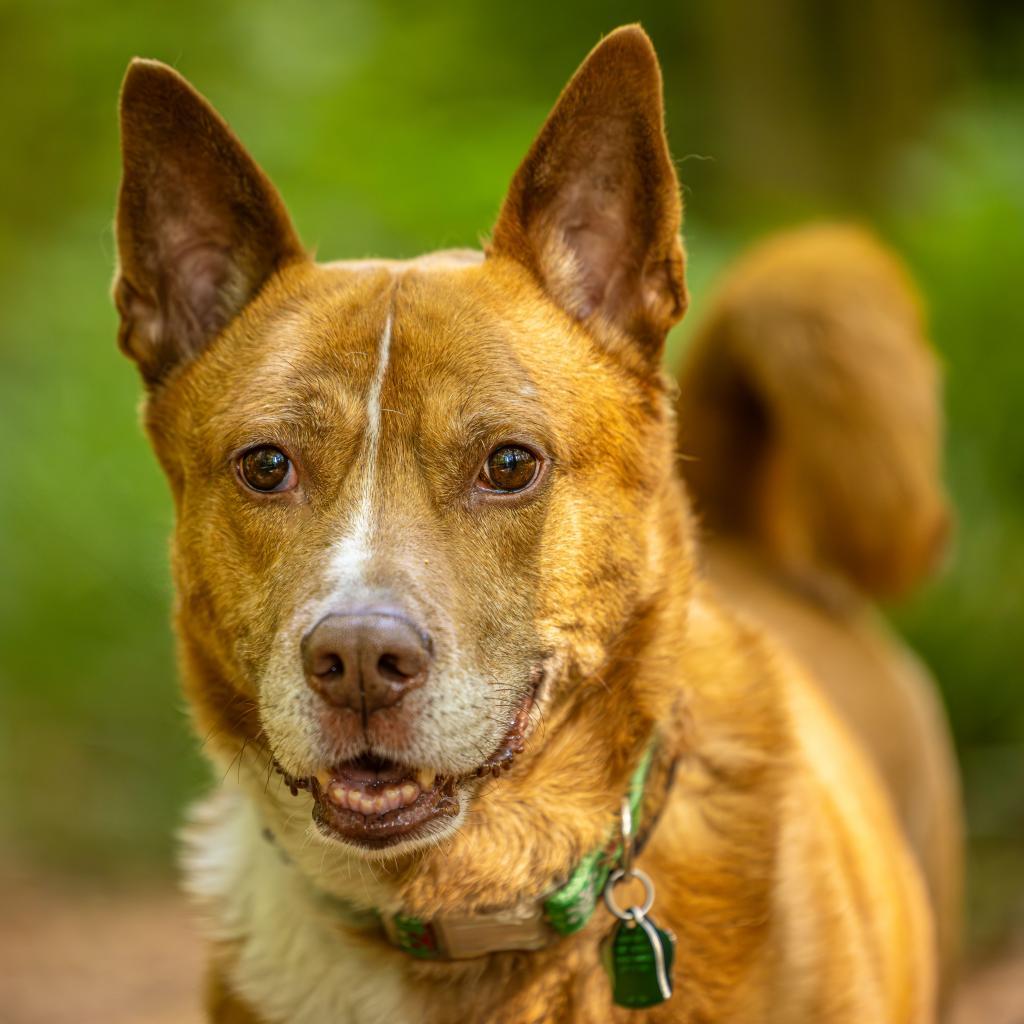 Enlarge Zoomer (I Have a Secret Crush!), a Adoptable mixed breed in Decatur, GA image 4/6