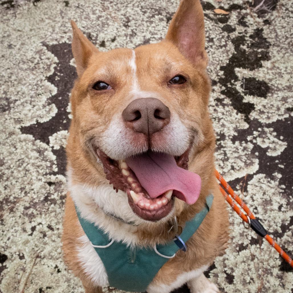 Enlarge Zoomer (I Have a Secret Crush!), a Adoptable mixed breed in Decatur, GA image 5/6