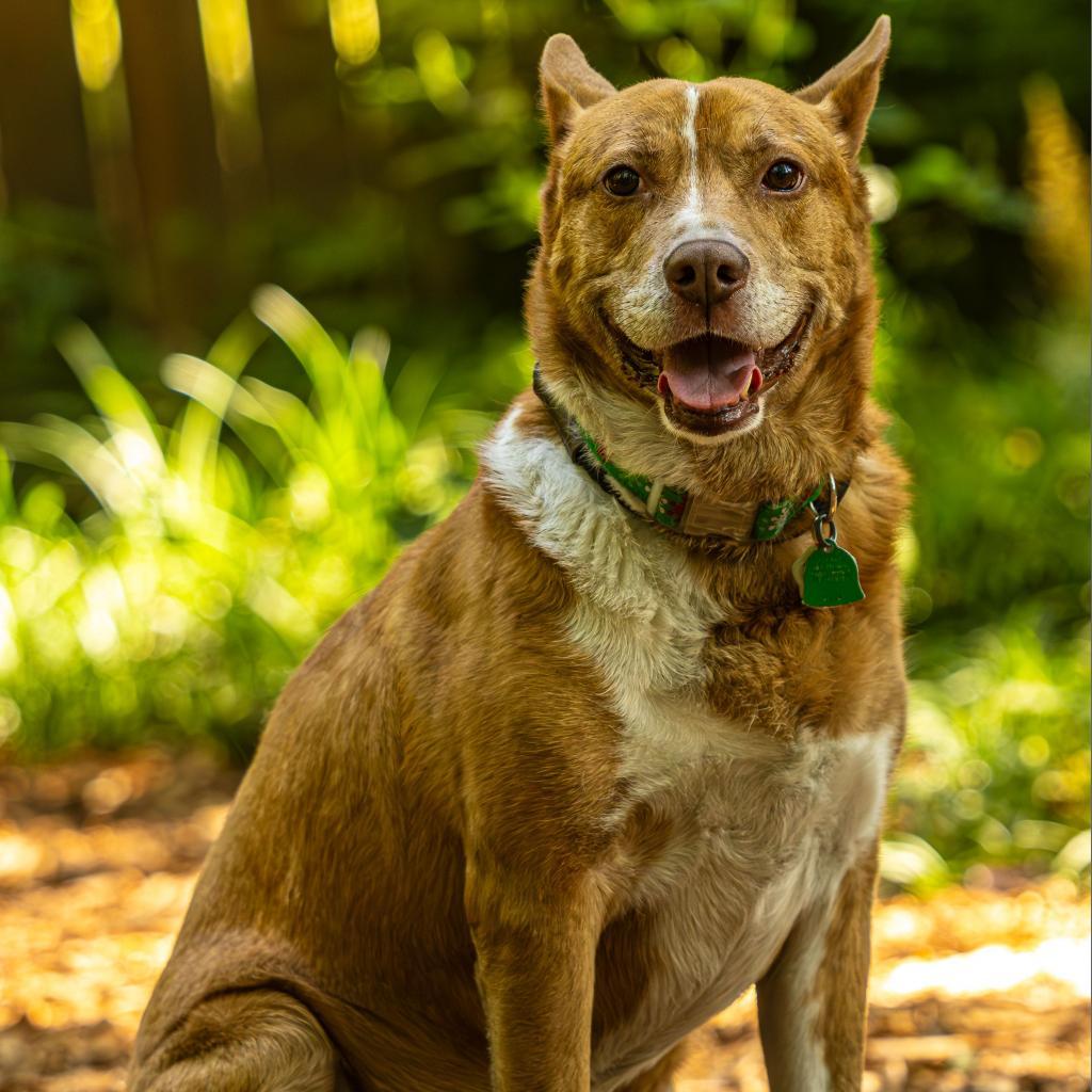 Enlarge Zoomer (I Have a Secret Crush!), a Adoptable mixed breed in Decatur, GA image 6/6