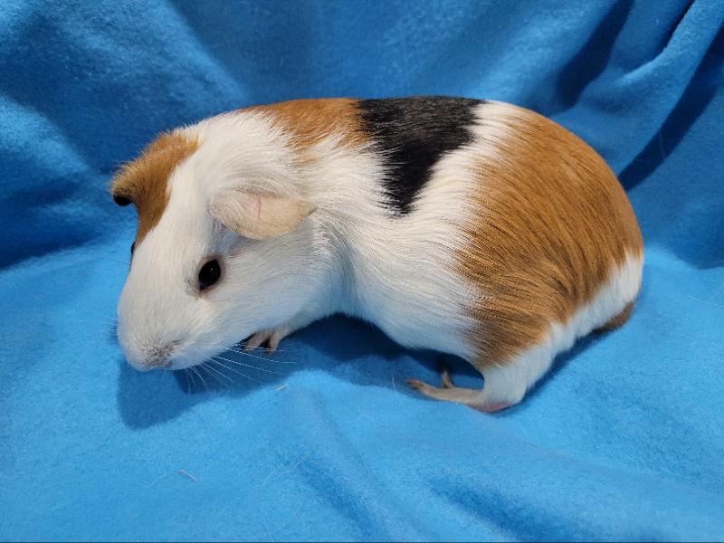 Juniper (sanctuary), a Adopted Guinea Pig in Baton Rouge, LA image 1/2