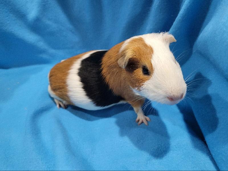 Juniper (sanctuary), a Adopted Guinea Pig in Baton Rouge, LA image 2/2