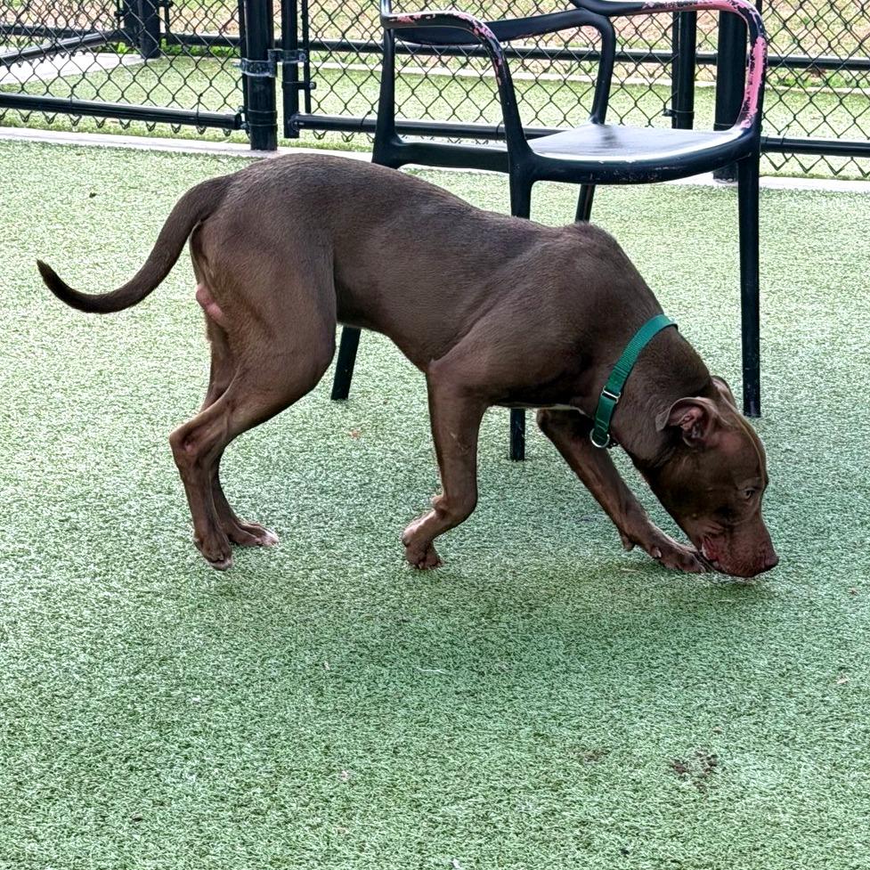 Enlarge Zagnut, a Adoptable Chocolate Labrador Retriever in Greensboro, NC image 1/6