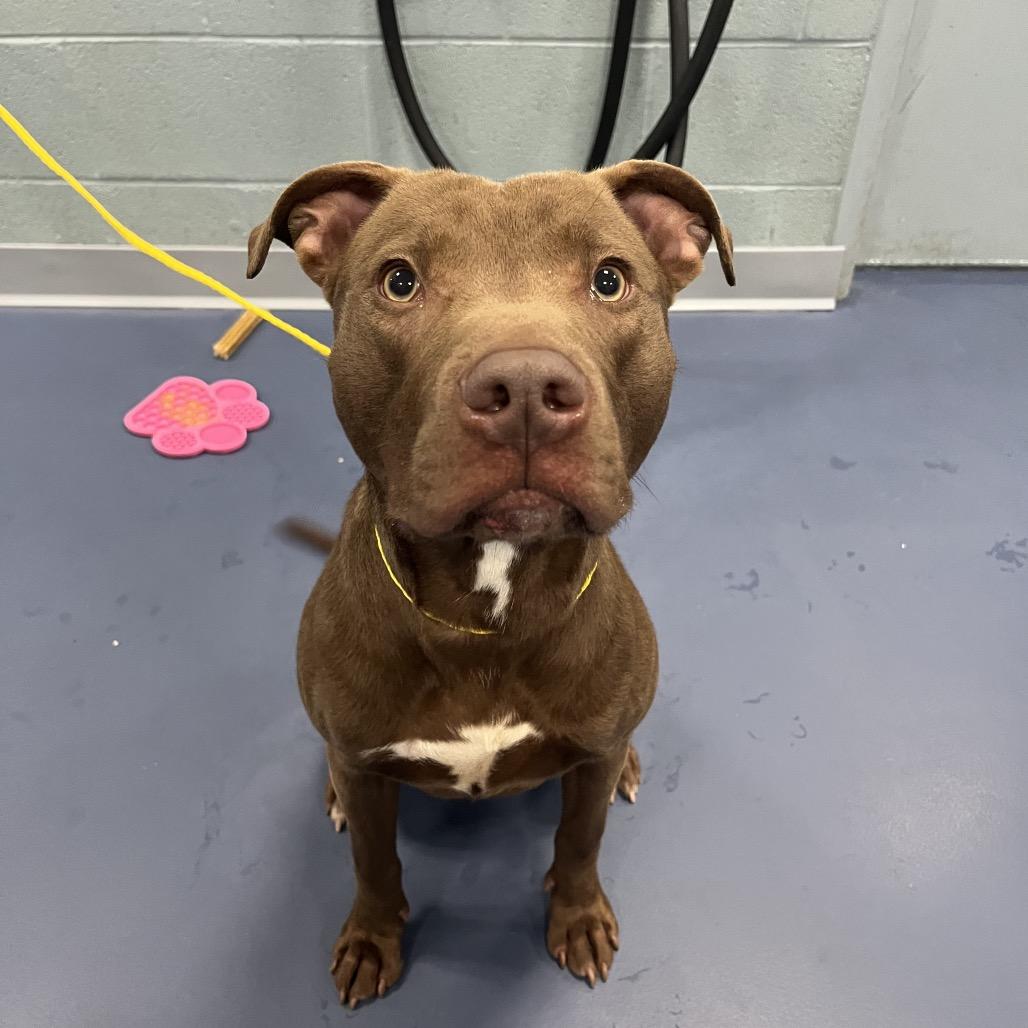Enlarge Zagnut, a Adoptable Chocolate Labrador Retriever in Greensboro, NC image 2/6