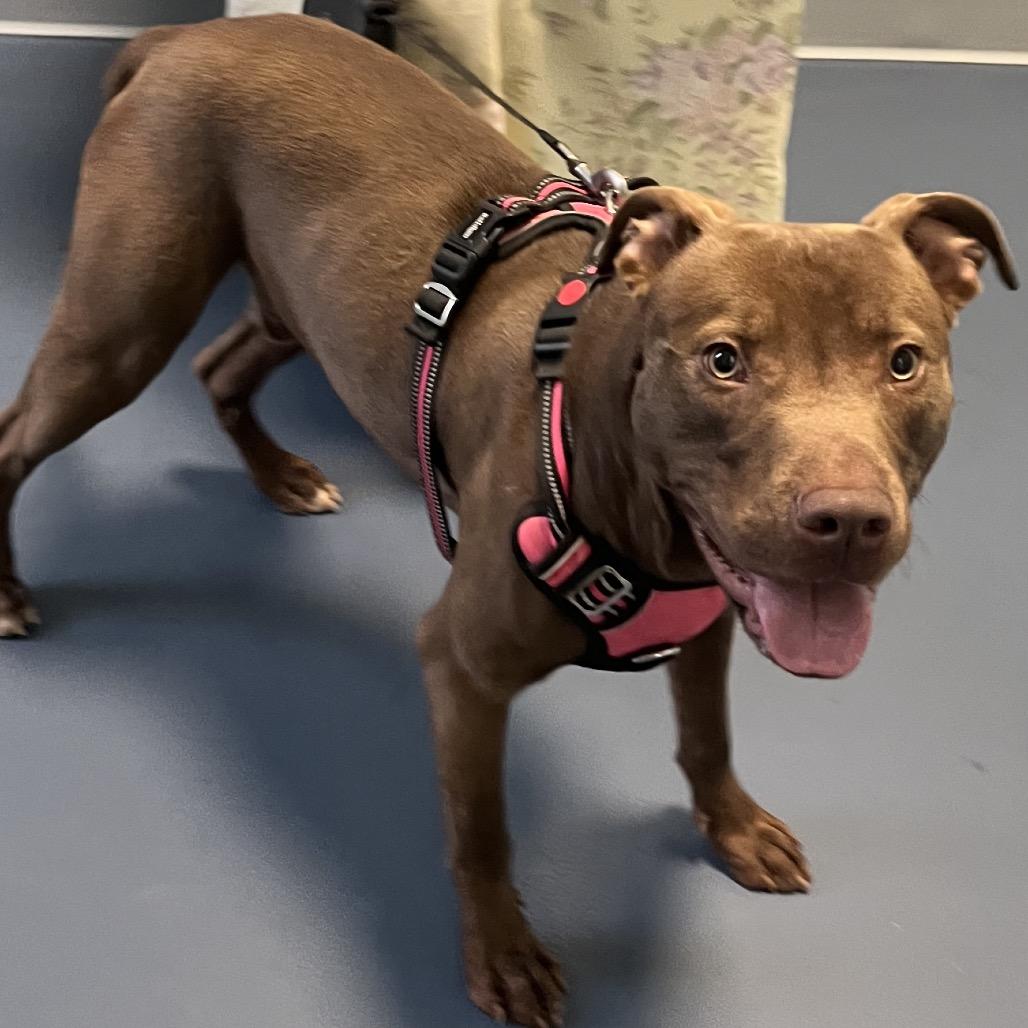 Enlarge Zagnut, a Adoptable Chocolate Labrador Retriever in Greensboro, NC image 3/6