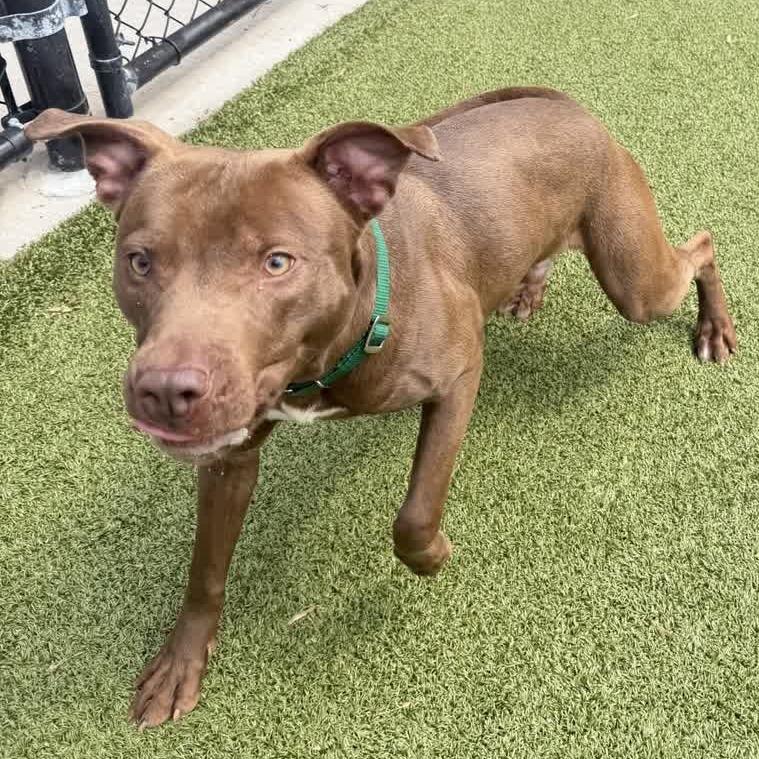 Enlarge Zagnut, a Adoptable Chocolate Labrador Retriever in Greensboro, NC image 4/6