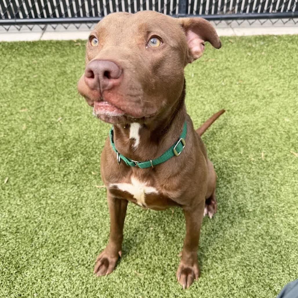 Enlarge Zagnut, a Adoptable Chocolate Labrador Retriever in Greensboro, NC image 5/6