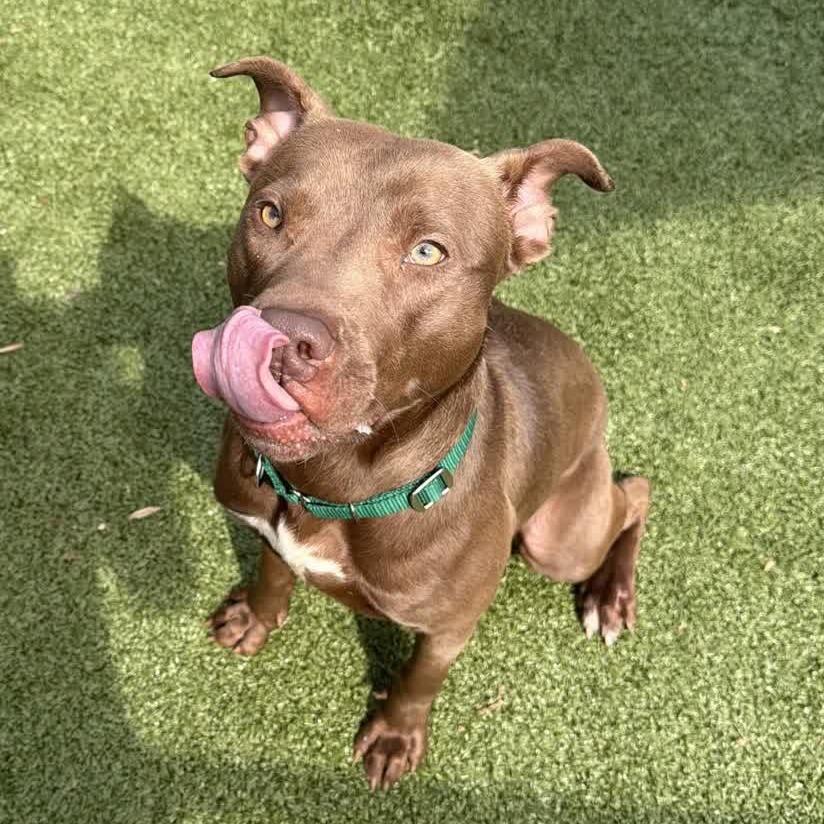 Enlarge Zagnut, a Adoptable Chocolate Labrador Retriever in Greensboro, NC image 6/6