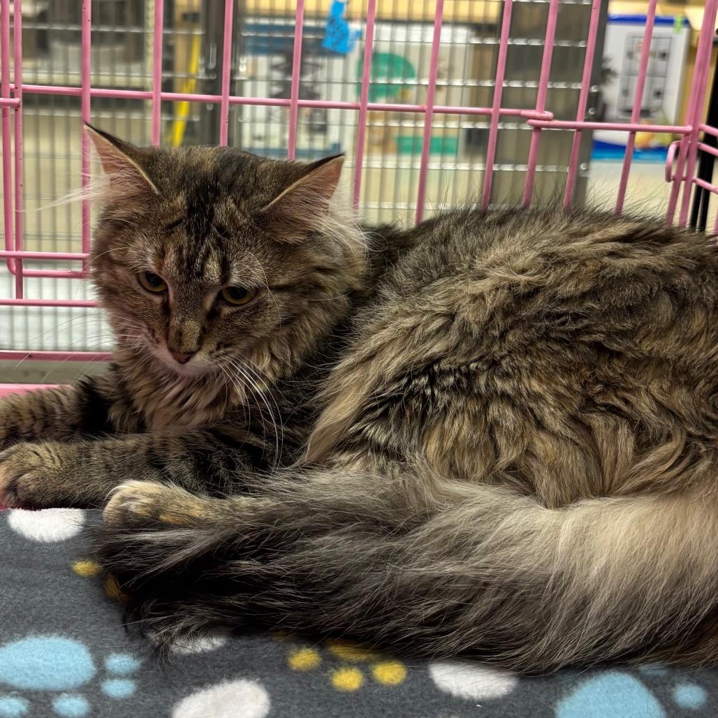 Kewpie, Adoptable, Young Female Domestic Short Hair & Domestic Short Hair.