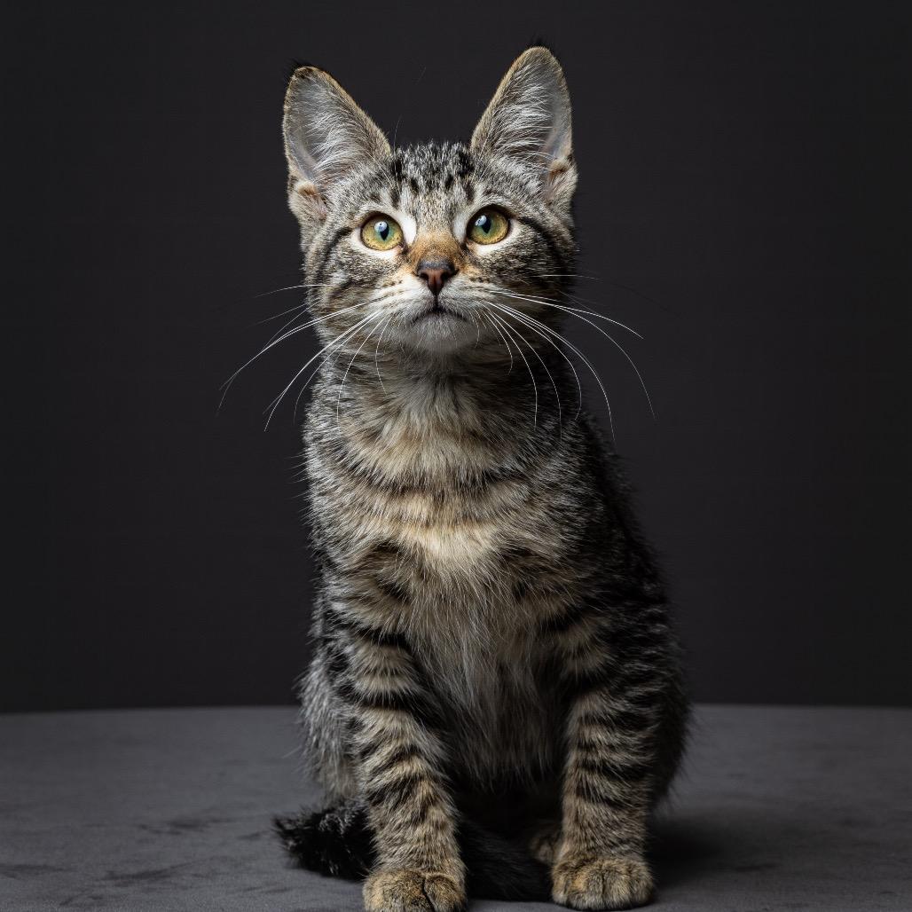 Kewpie, a Adoptable mixed breed in Columbia, MO image 1/3