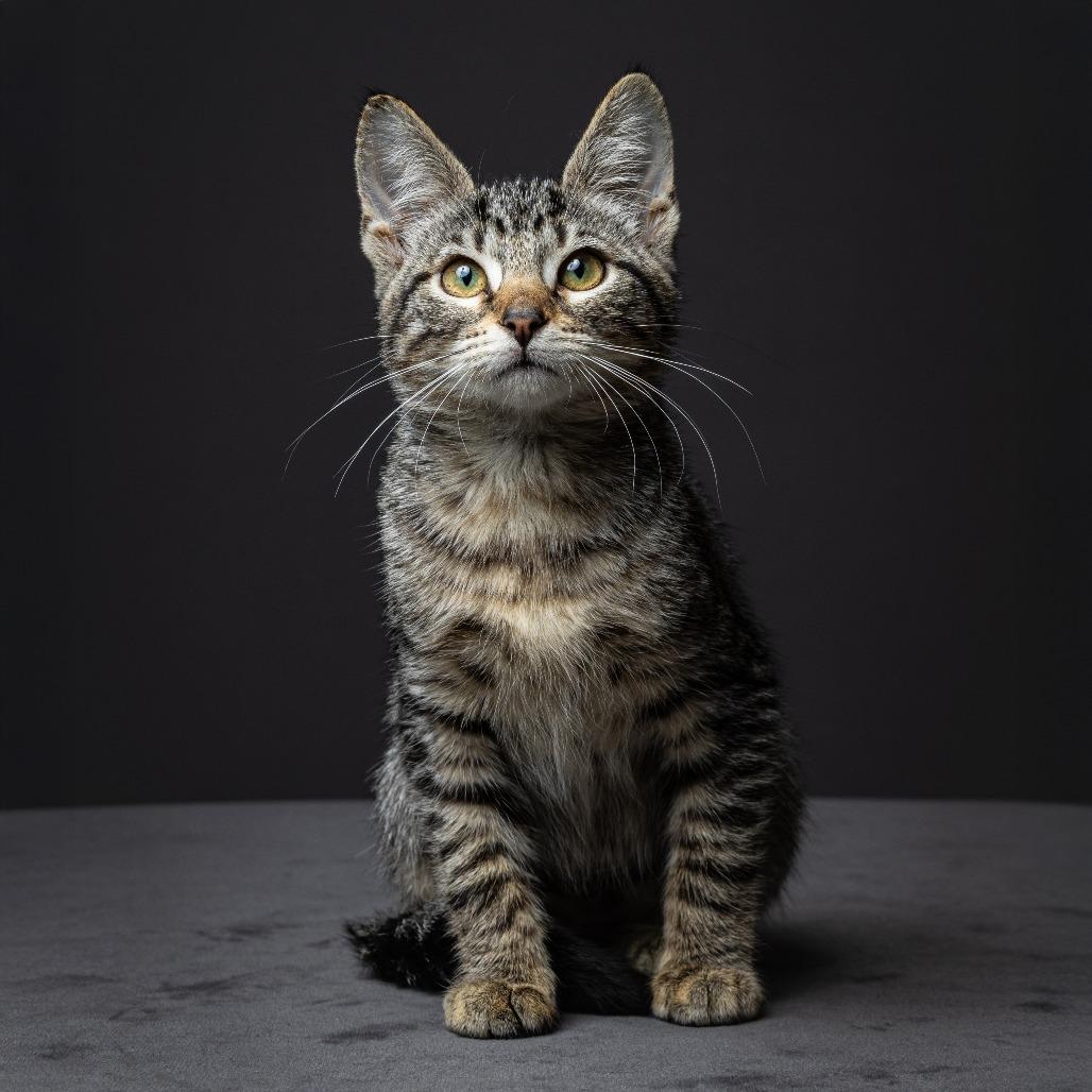 Kewpie, Adoptable, Young Female Domestic Short Hair & Domestic Short Hair.