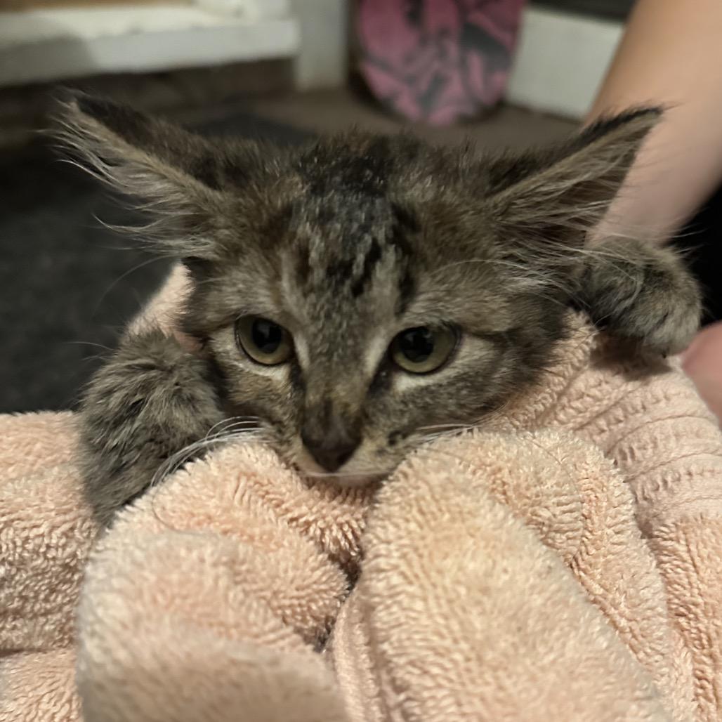 Kewpie, a Adoptable mixed breed in Columbia, MO image 2/3