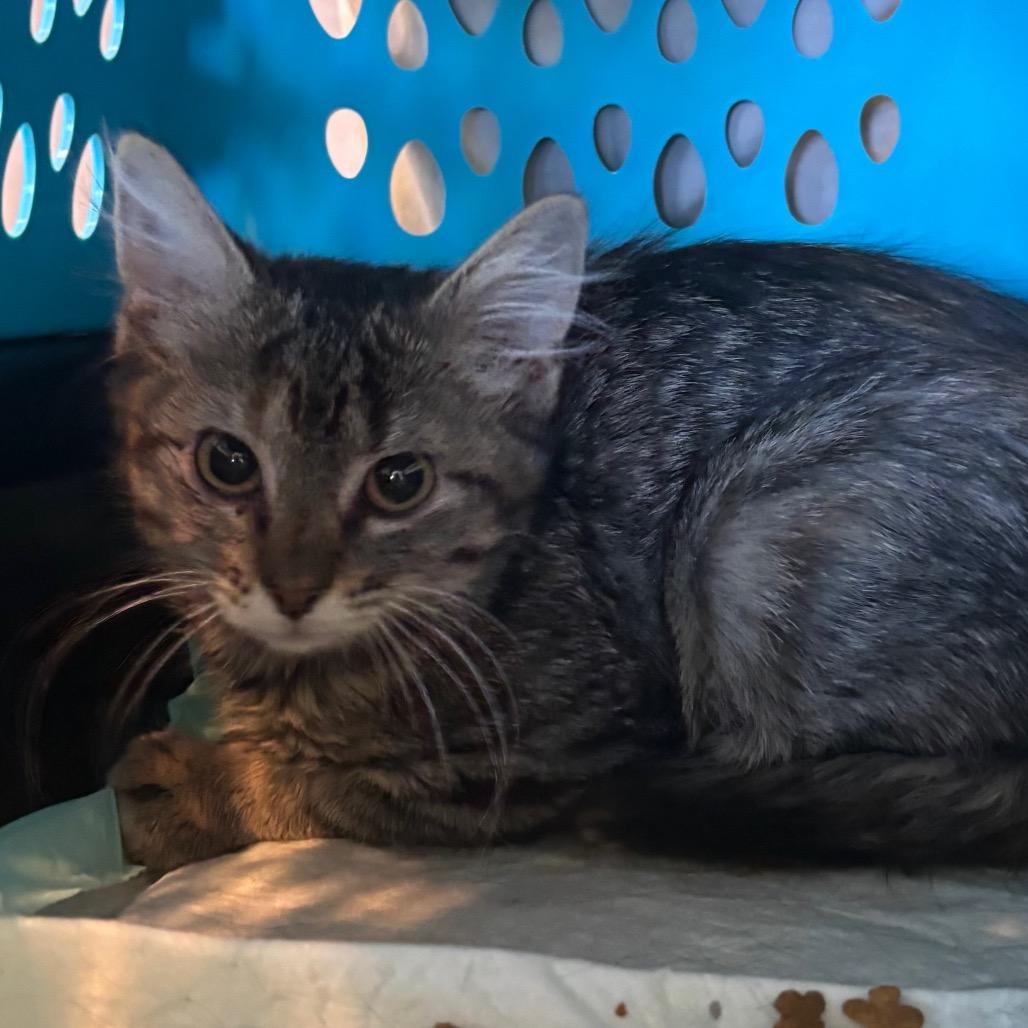 Kewpie, a Adoptable mixed breed in Columbia, MO image 3/3