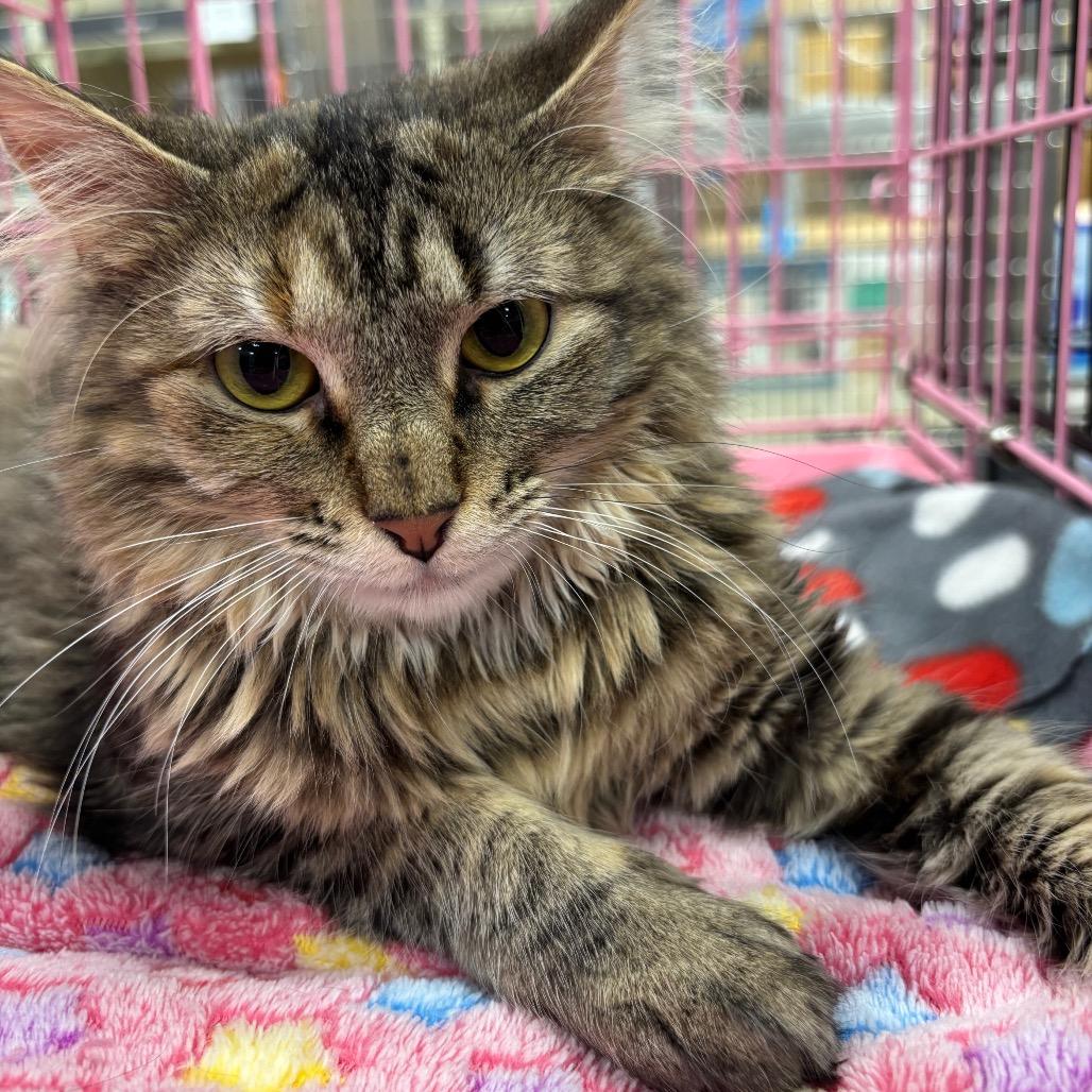 Enlarge Kewpie, a Adoptable mixed breed in Columbia, MO image 5/5