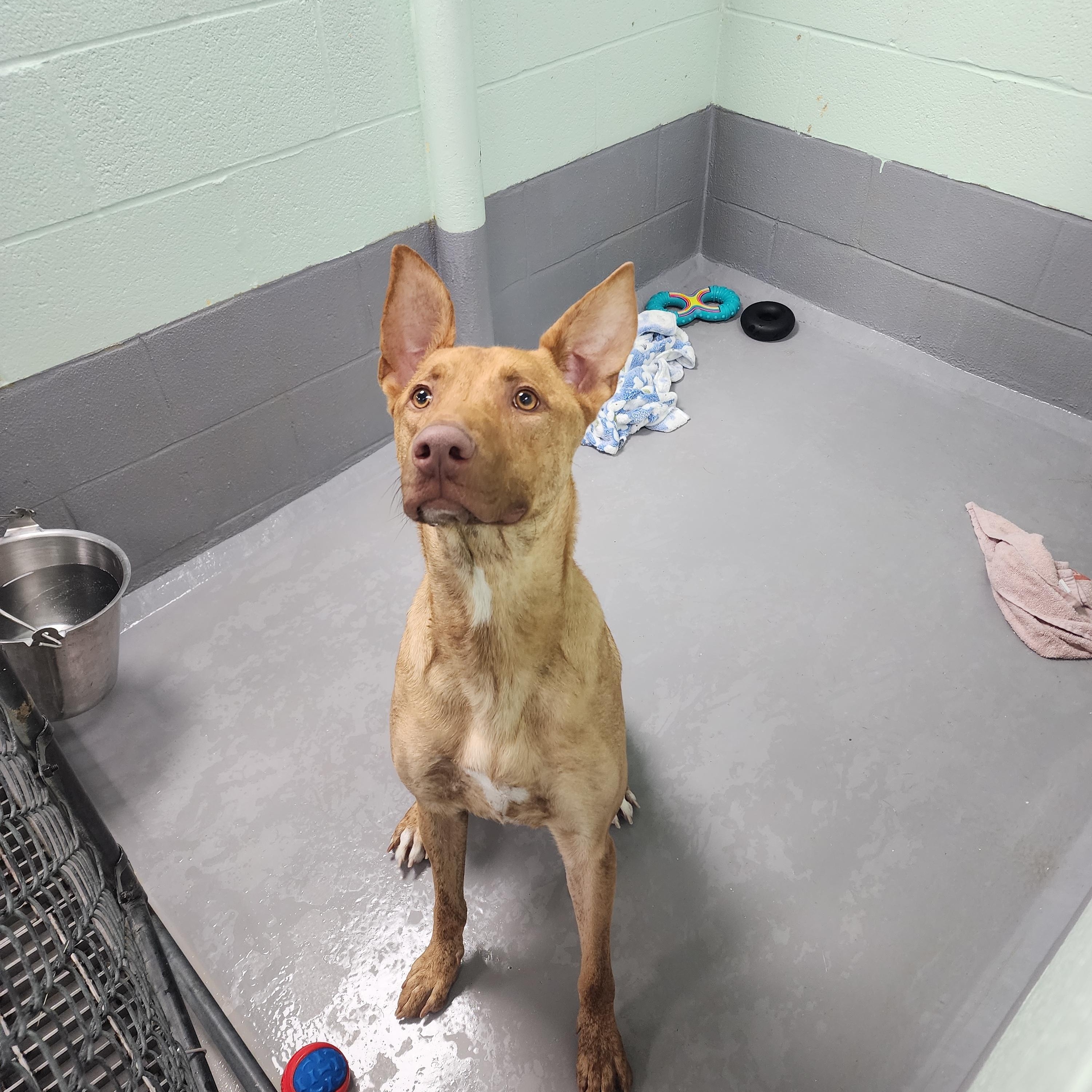 Enlarge Marlin, a ADOPTABLE mixed breed in Medina, OH image 2/2