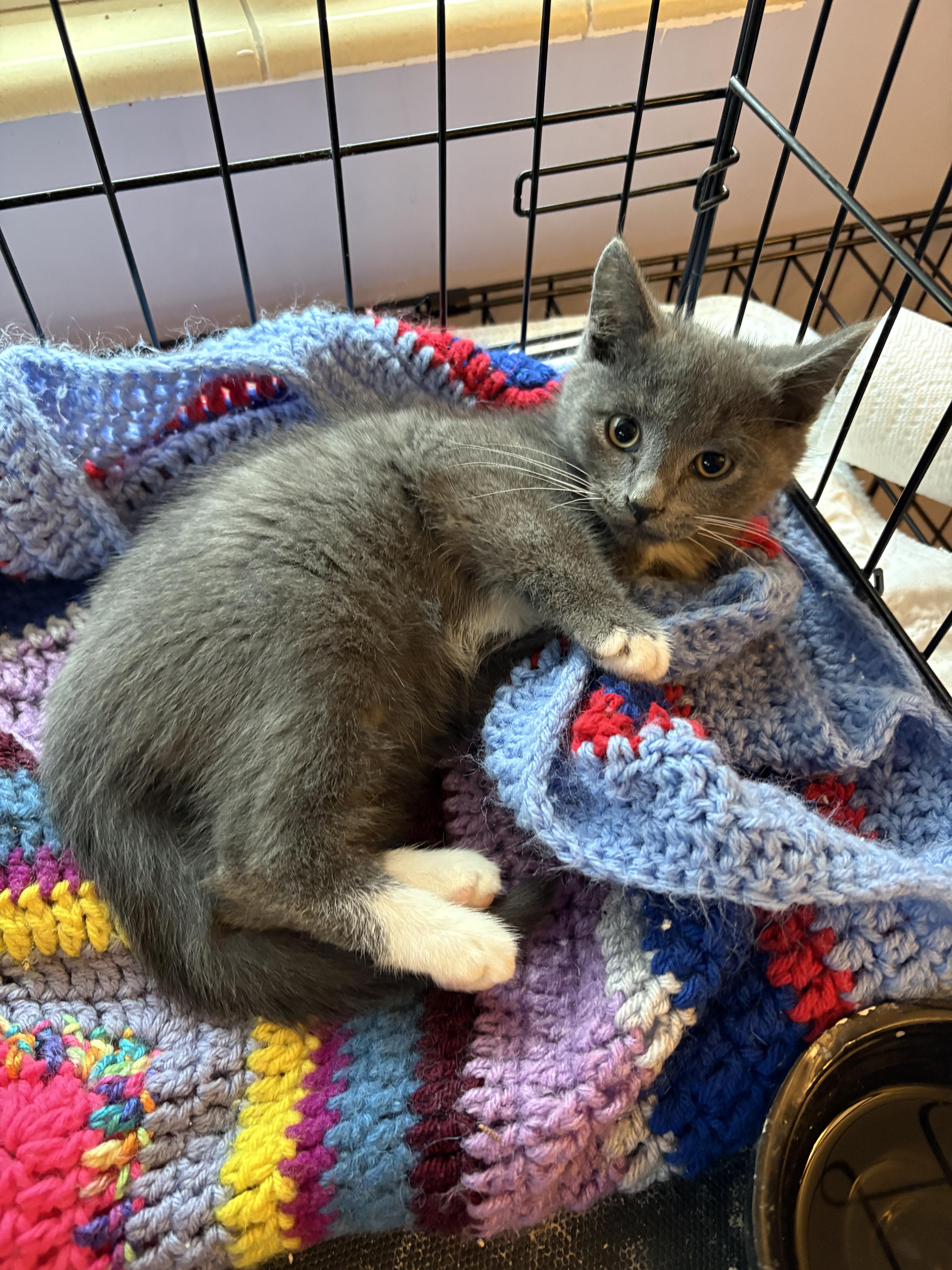 Cinder, ADOPTABLE, Kitten Male Domestic Short Hair.