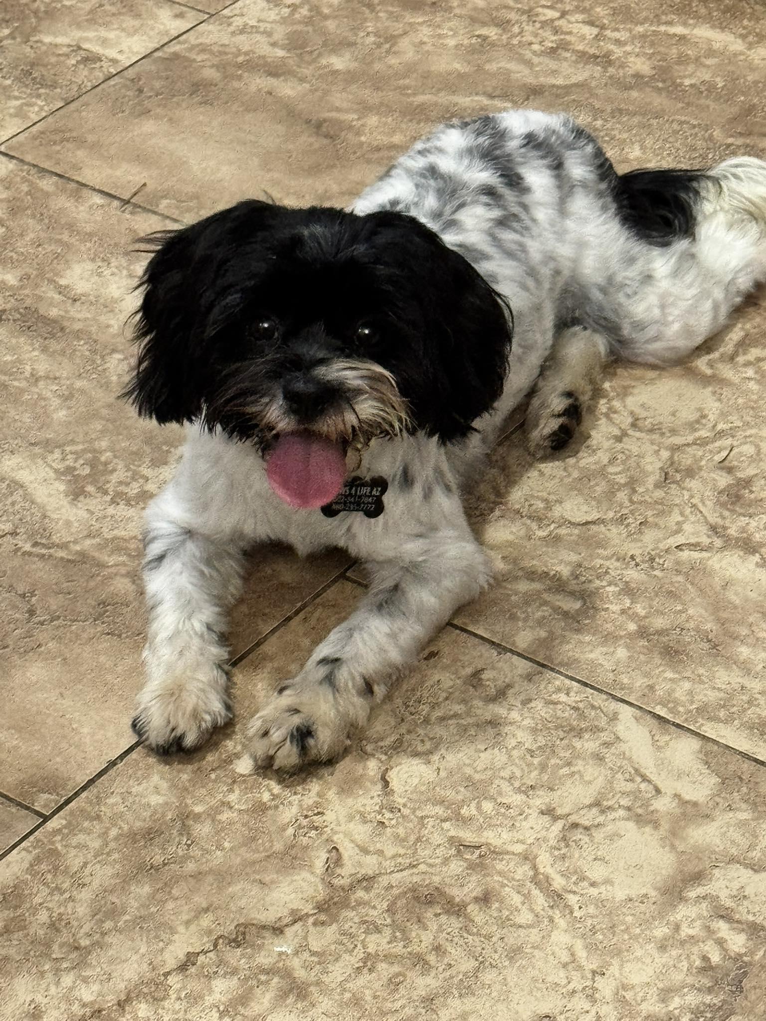Jack, adopted, Young Male Havanese.