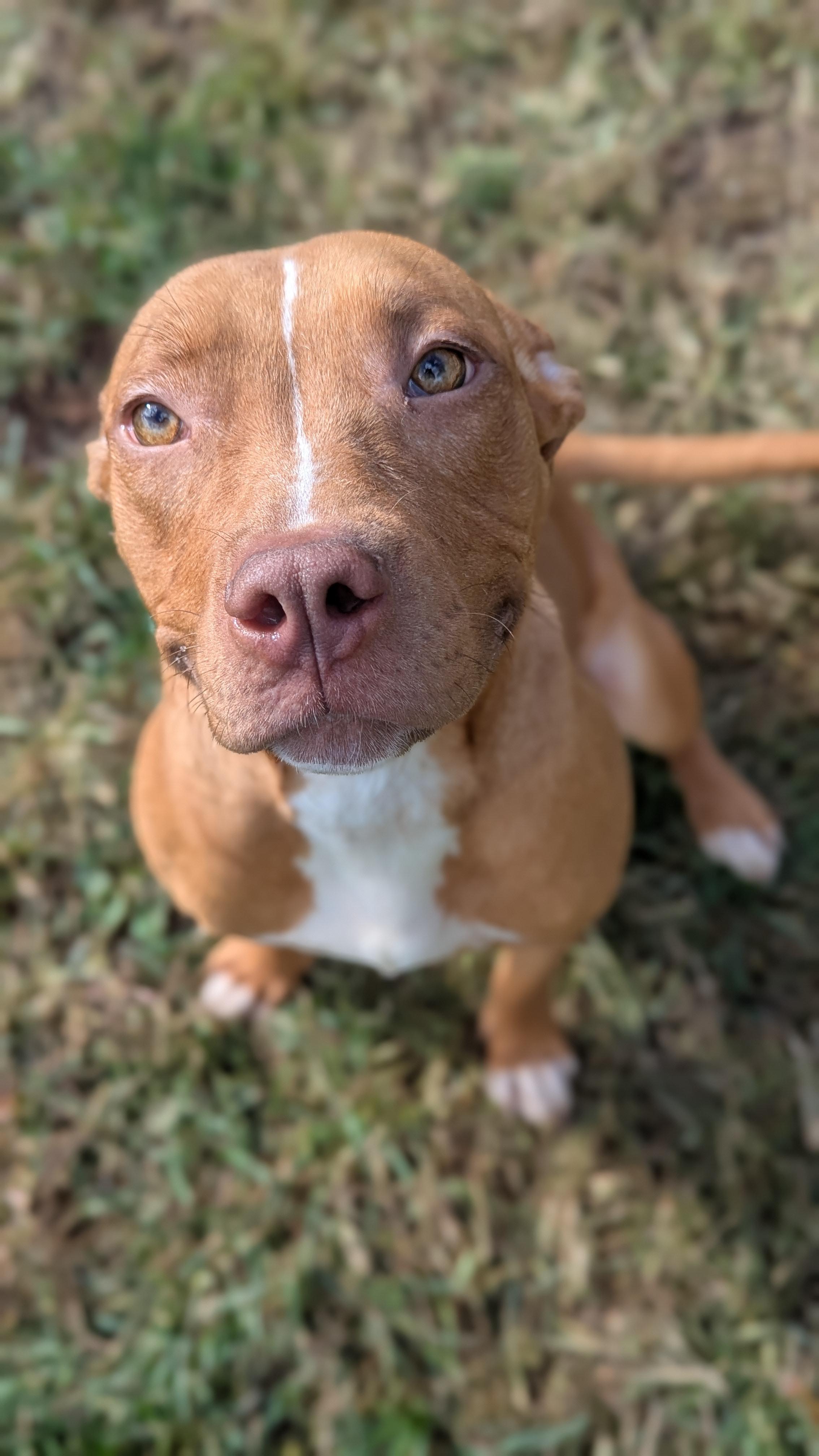 Dahlia, Adoptable, Adult Female Mixed Breed.