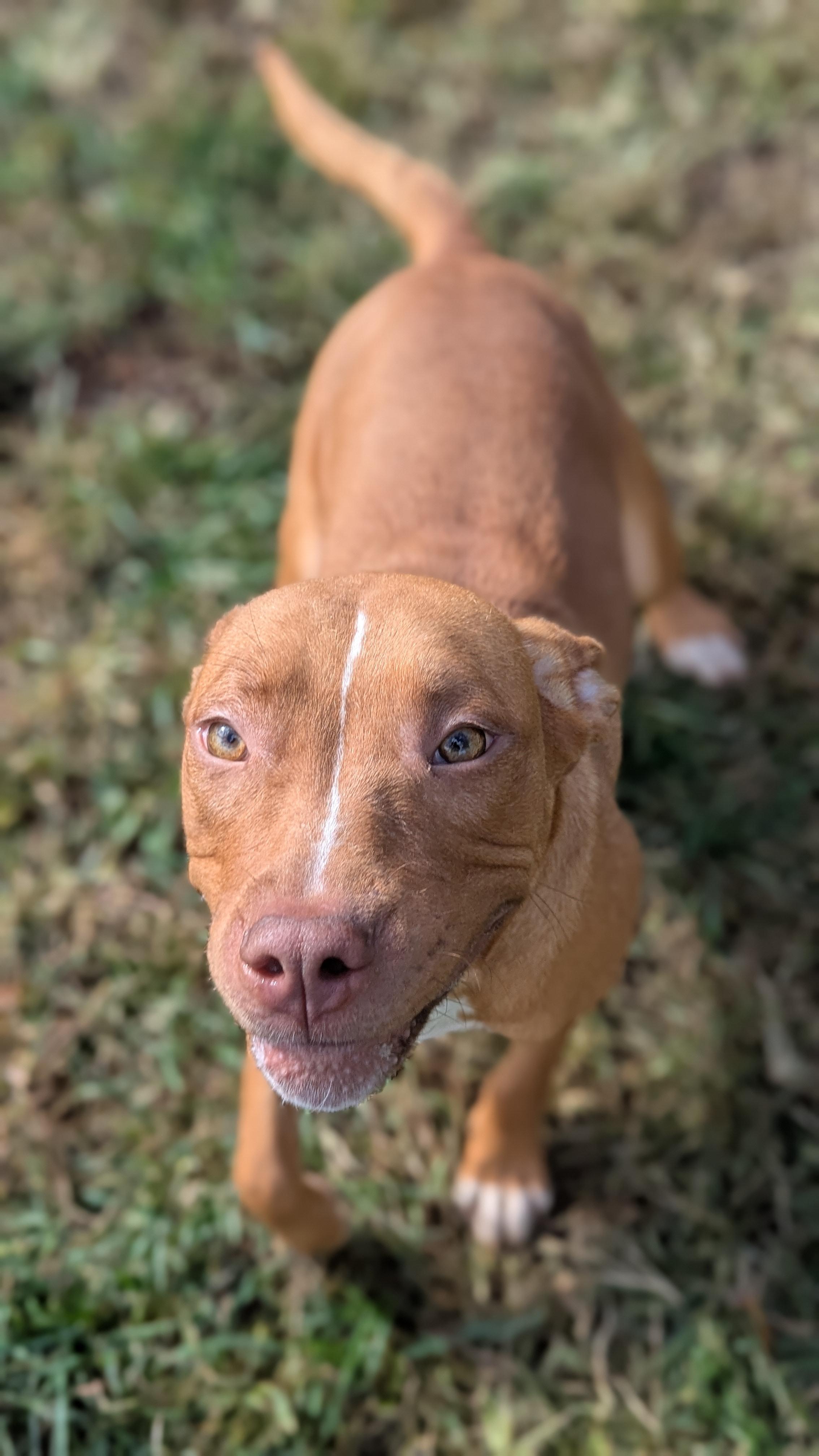 Enlarge Dahlia, a Adoptable Mixed Breed in Benton Harbor, MI image 2/2