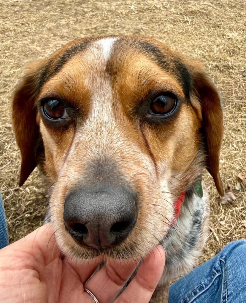 Ted, Adoptable, Adult Male Beagle.
