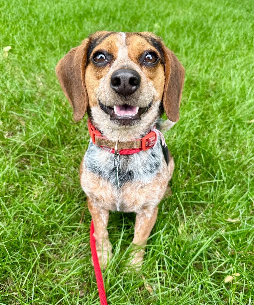 Ted, a Adoptable Beagle in Shorewood, IL image 2/6