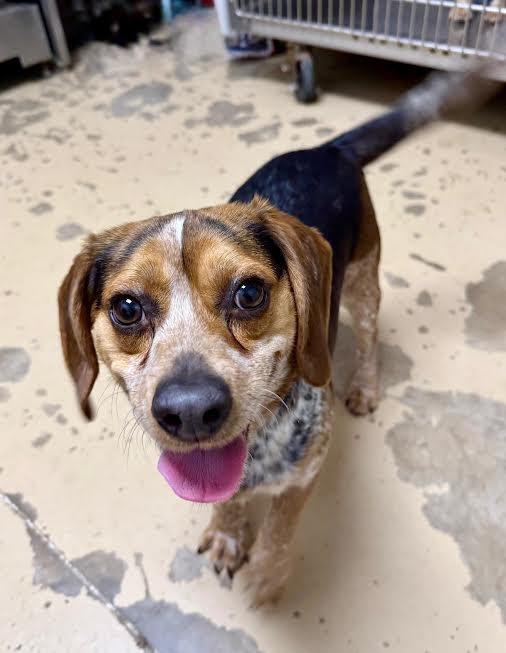 Ted, a Adoptable Beagle in Shorewood, IL image 3/6