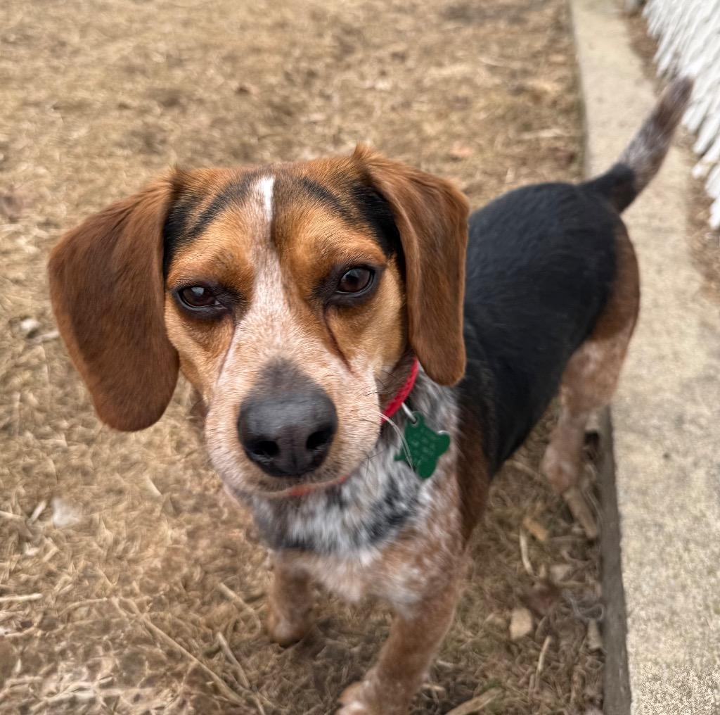 Ted, a Adoptable Beagle in Shorewood, IL image 4/6
