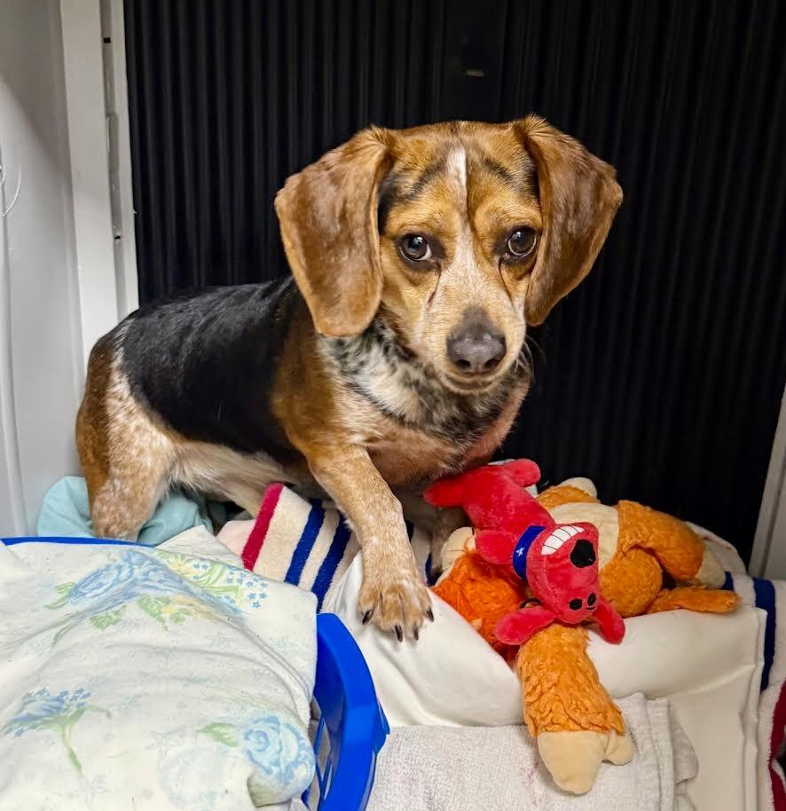 Ted, a Adoptable Beagle in Shorewood, IL image 5/6