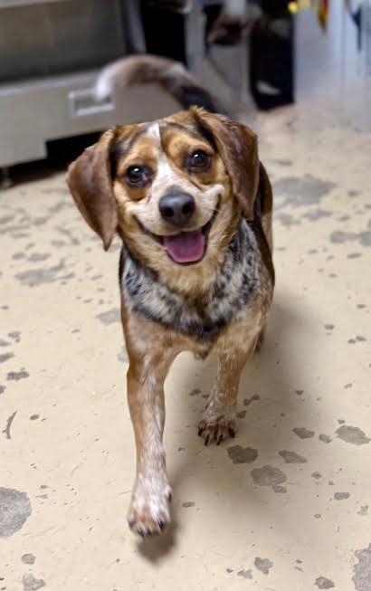 Ted, a Adoptable Beagle in Shorewood, IL image 6/6