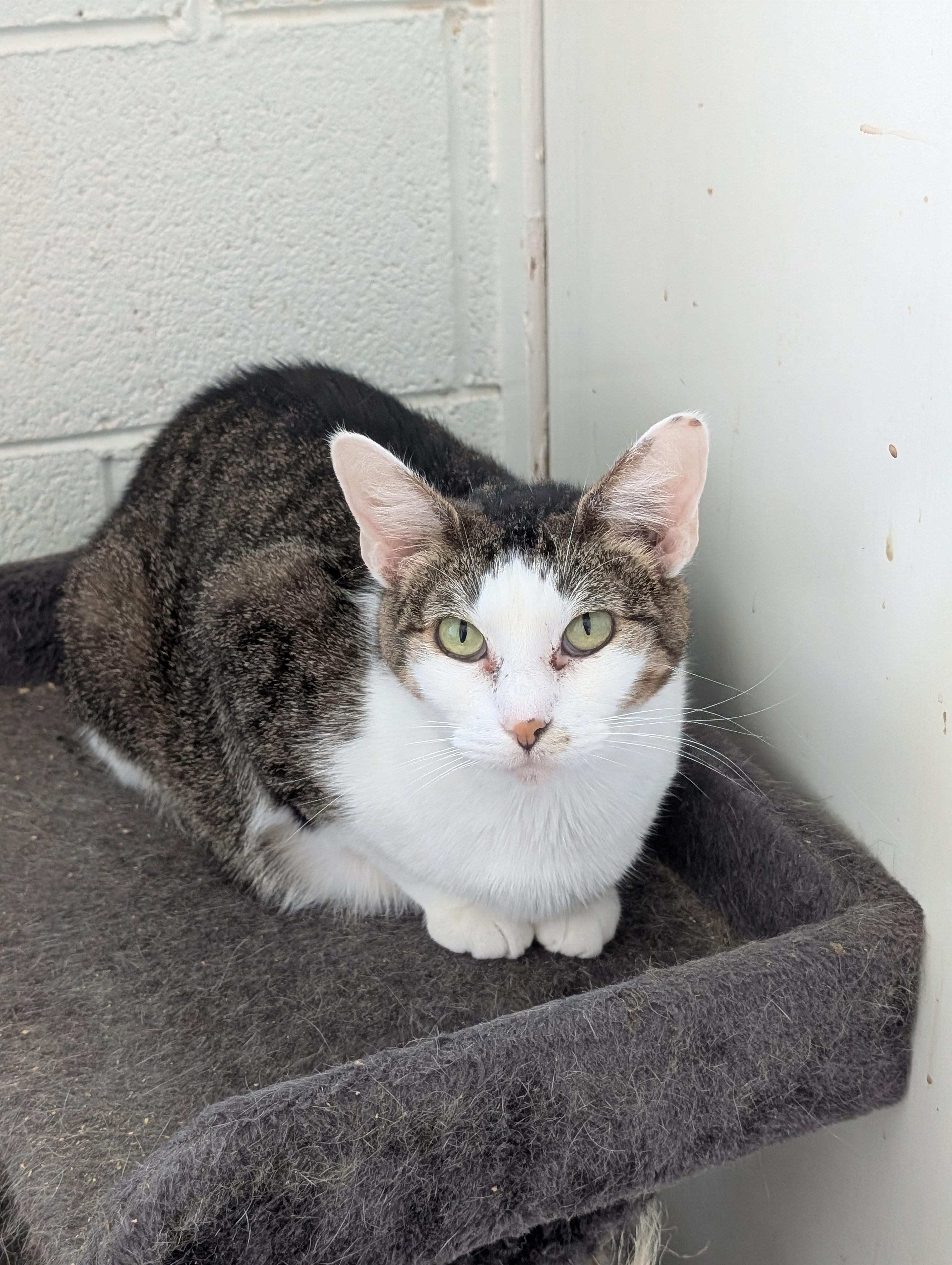 Enlarge Stella, a Adoptable Domestic Short Hair in Tilton, IL image 3/5