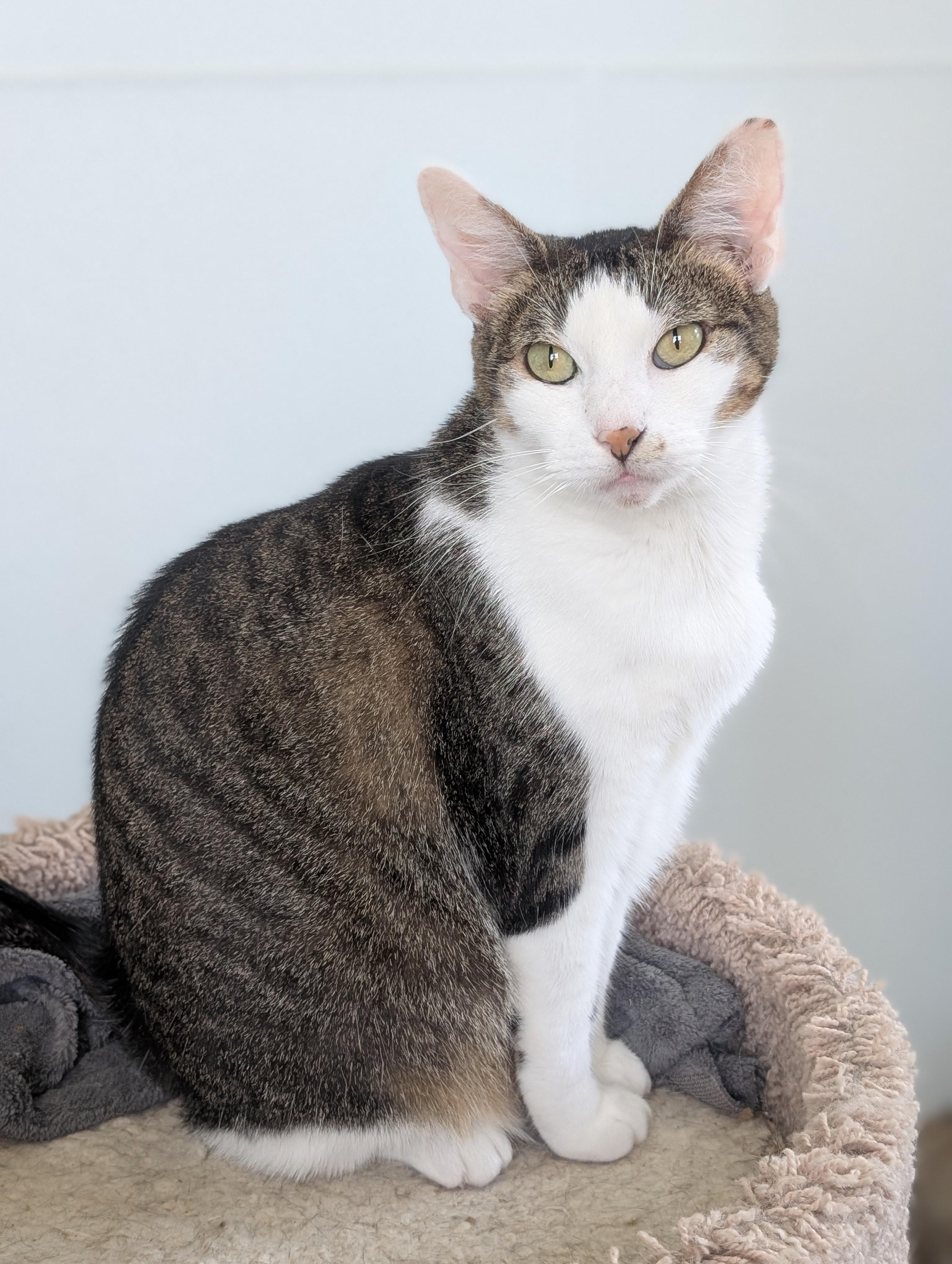 Enlarge Stella, a Adoptable Domestic Short Hair in Tilton, IL image 4/5