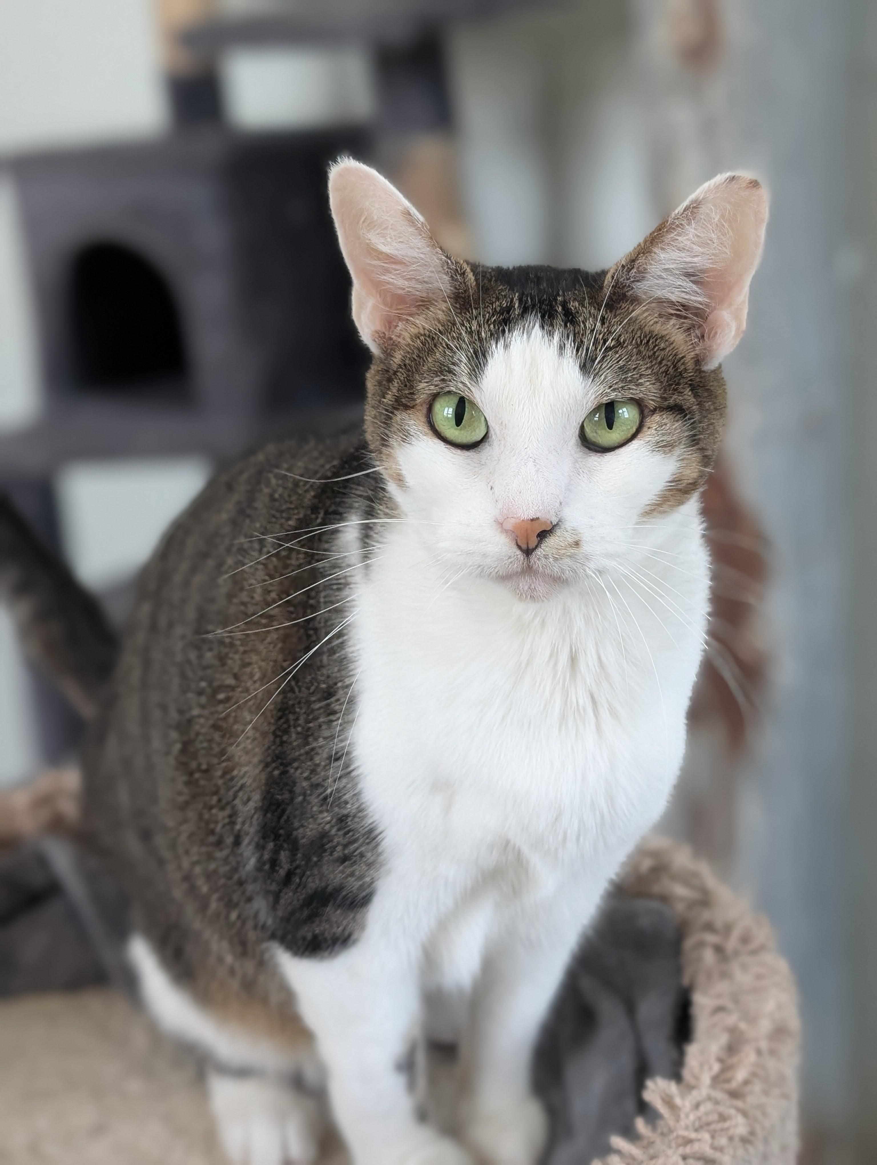 Enlarge Stella, a Adoptable Domestic Short Hair in Tilton, IL image 5/5