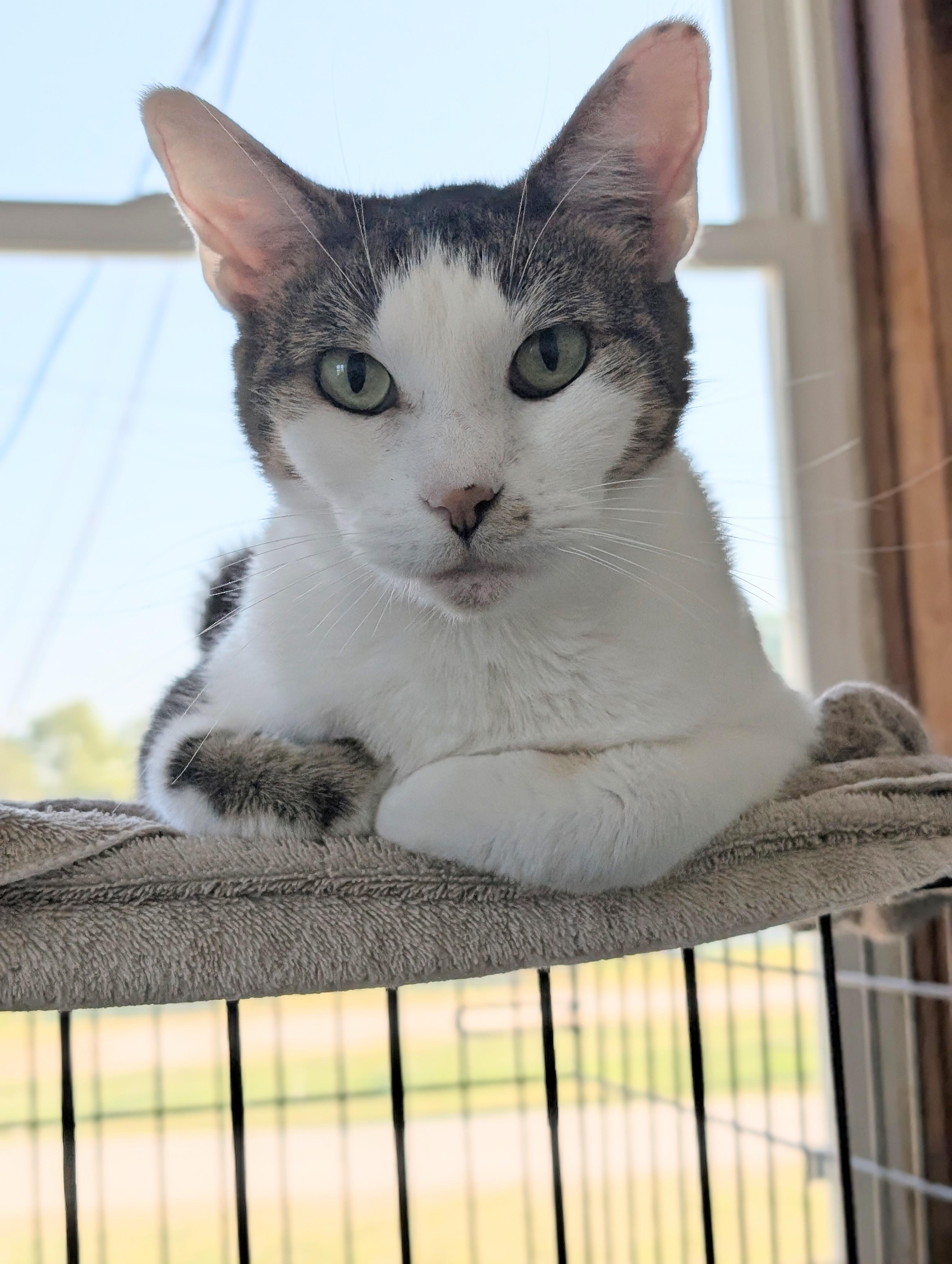 Stella, Adoptable, Adult Female Domestic Short Hair.