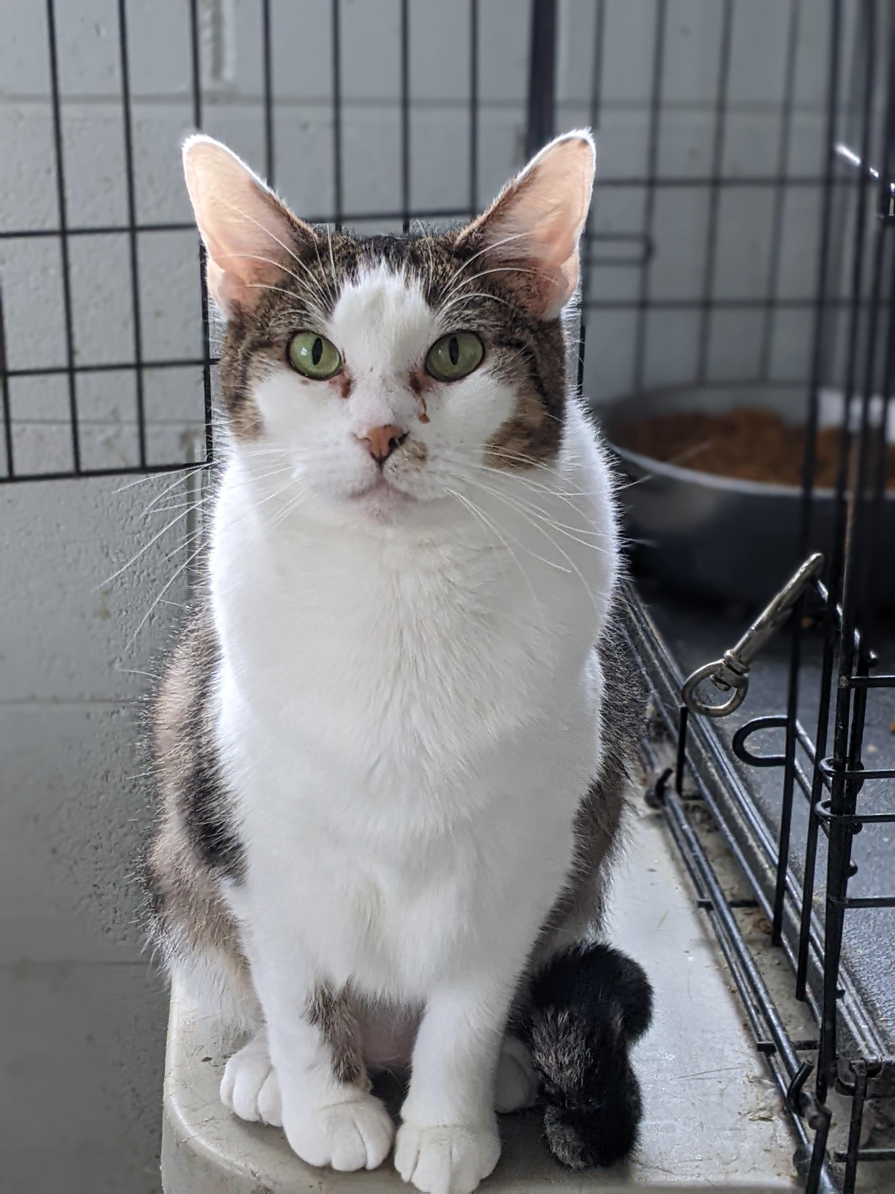 Enlarge Stella, a Adoptable Domestic Short Hair in Tilton, IL image 2/5