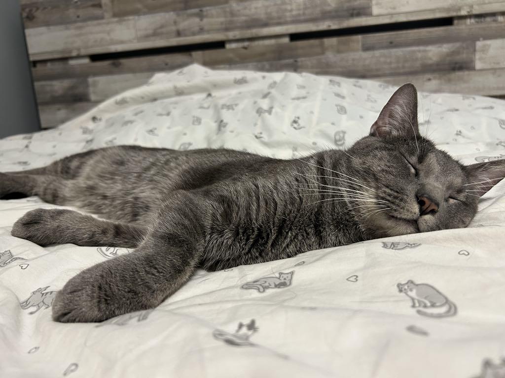 Enlarge Gray, a Adopted Domestic Short Hair in Charles City, IA image 2/5