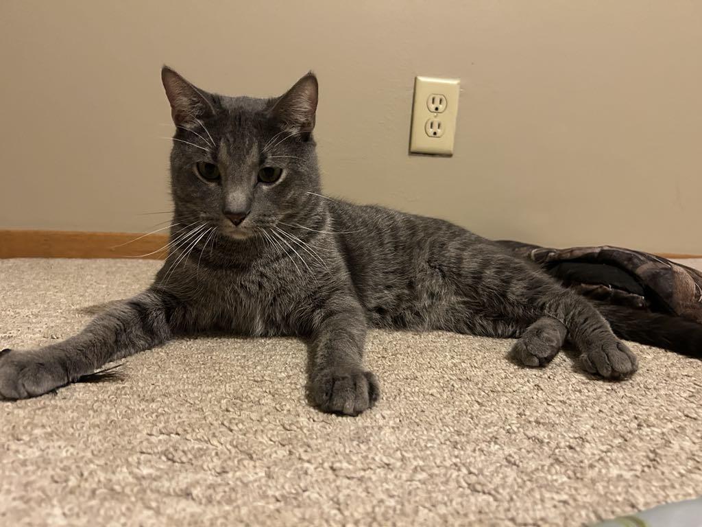 Enlarge Gray, a Adopted Domestic Short Hair in Charles City, IA image 5/5