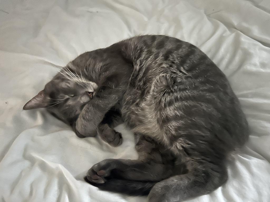 Enlarge Gray, a Adopted Domestic Short Hair in Charles City, IA image 3/5