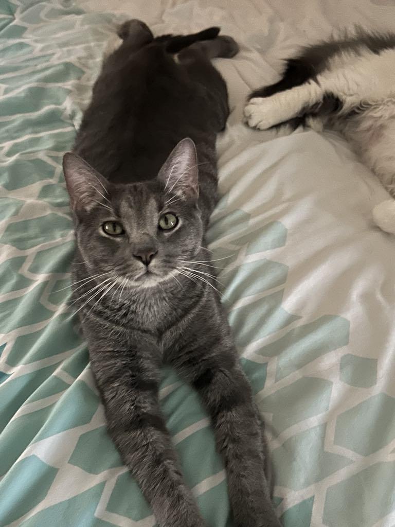 Enlarge Gray, a Adopted Domestic Short Hair in Charles City, IA image 1/5