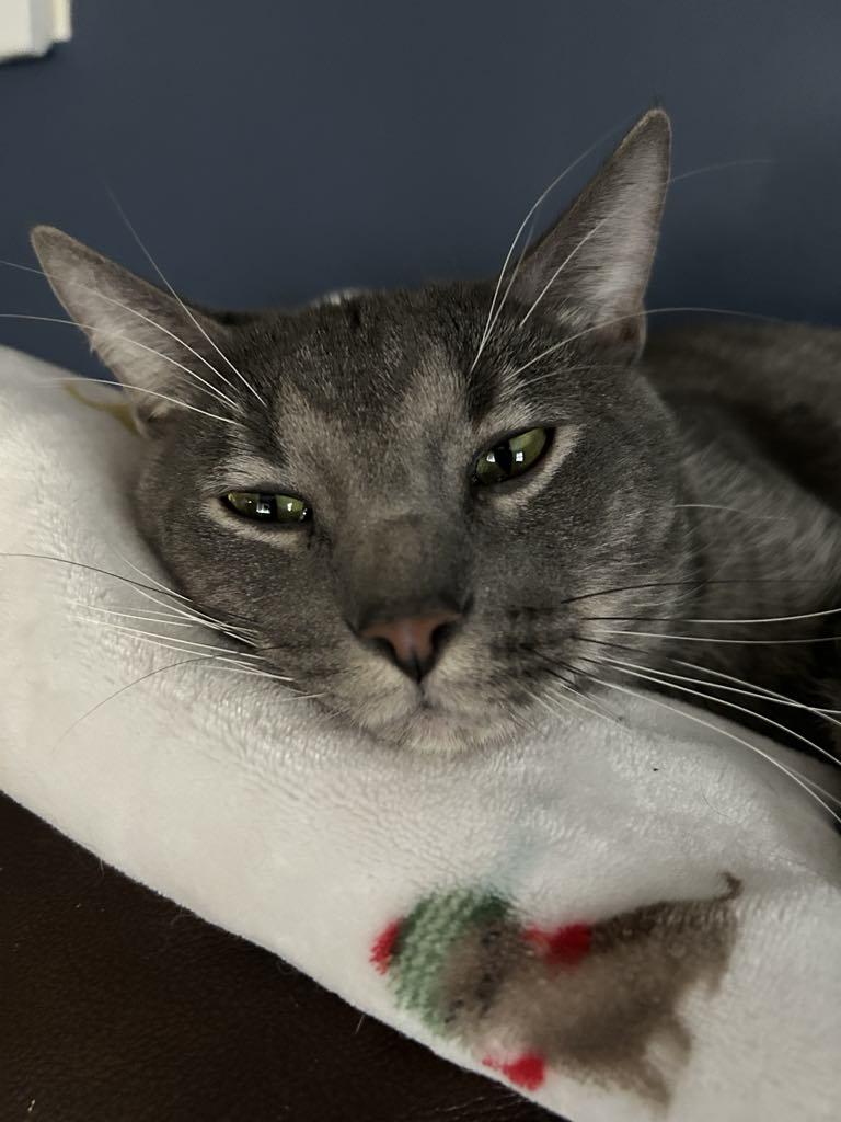 Enlarge Gray, a Adopted Domestic Short Hair in Charles City, IA image 4/5