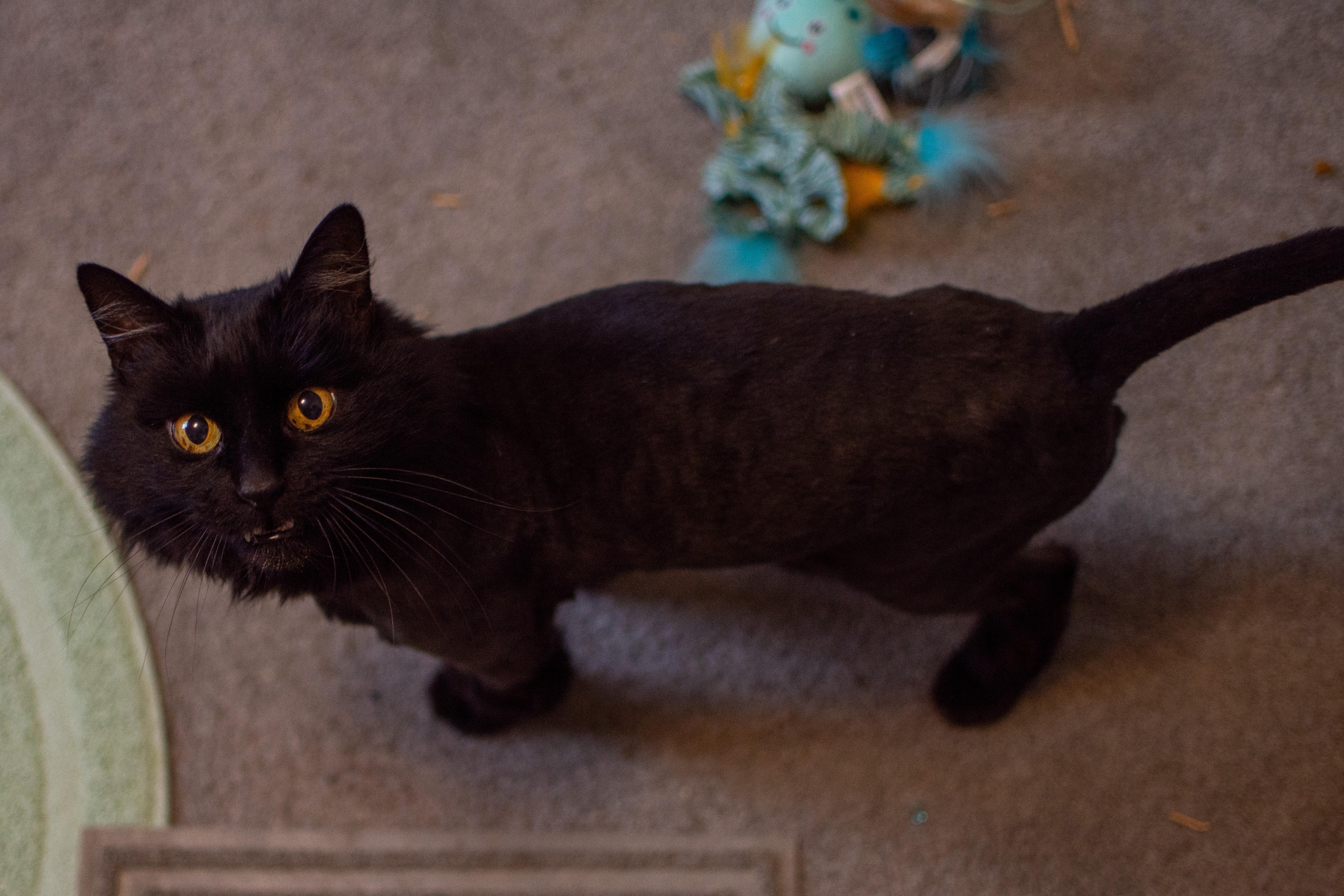 Enlarge Raven, a ADOPTABLE Domestic Long Hair in Boise, ID image 2/4