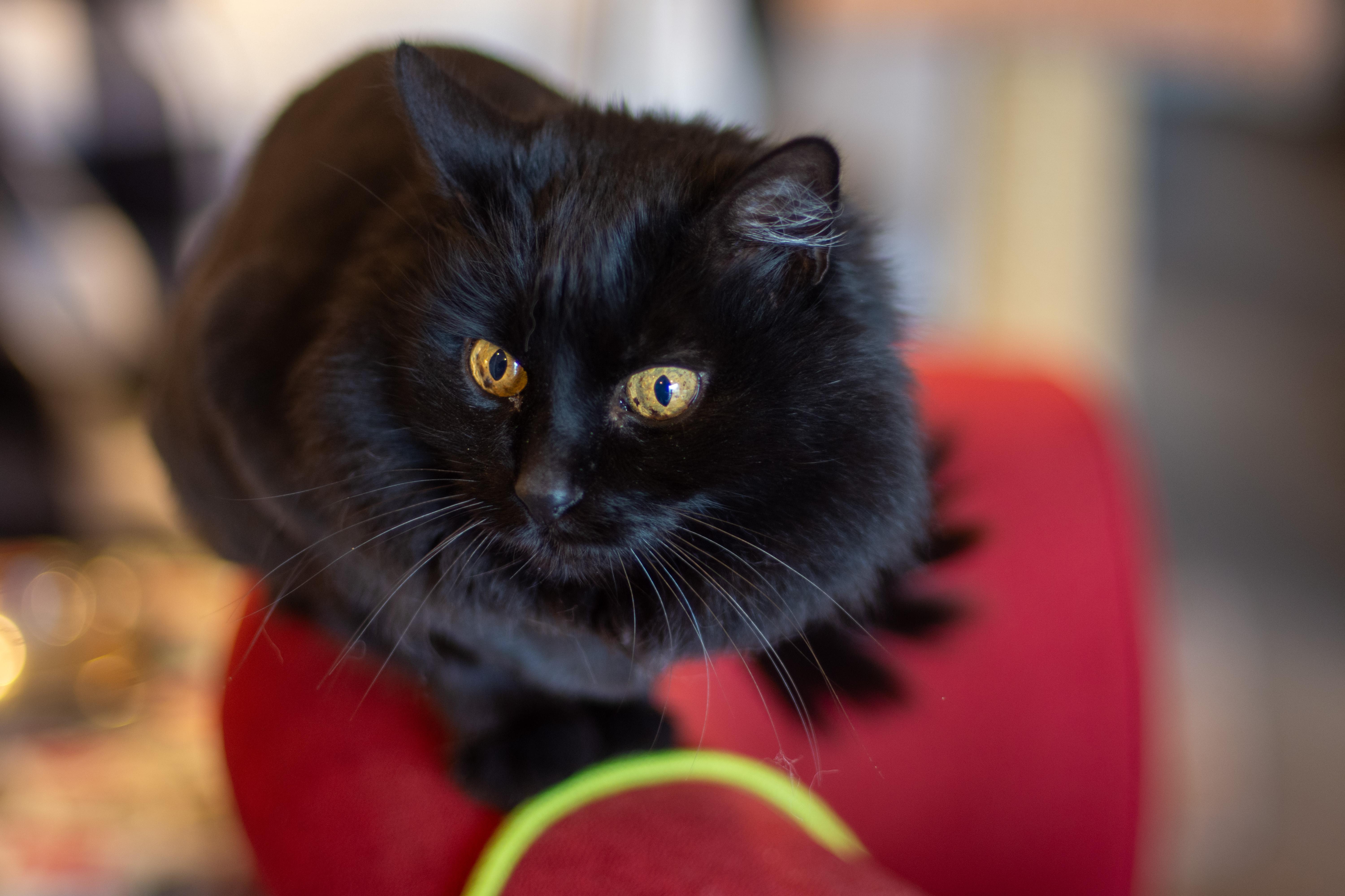 Enlarge Raven, a ADOPTABLE Domestic Long Hair in Boise, ID image 3/4