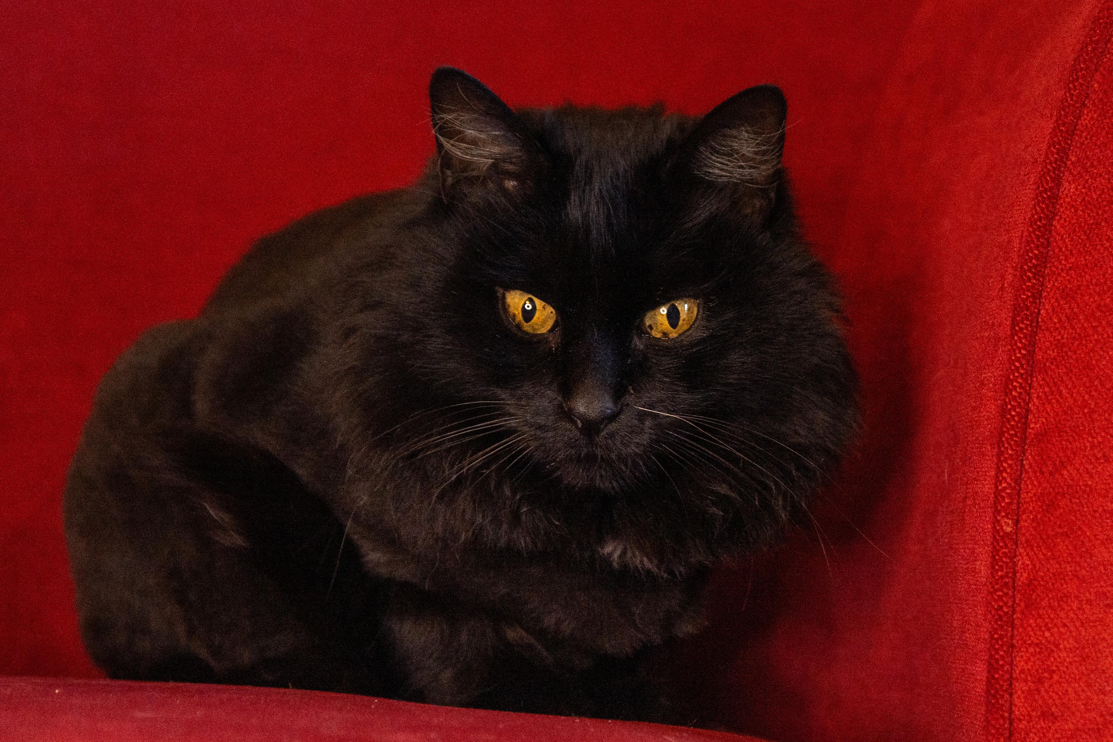 Raven, ADOPTABLE, Young Female Domestic Long Hair.