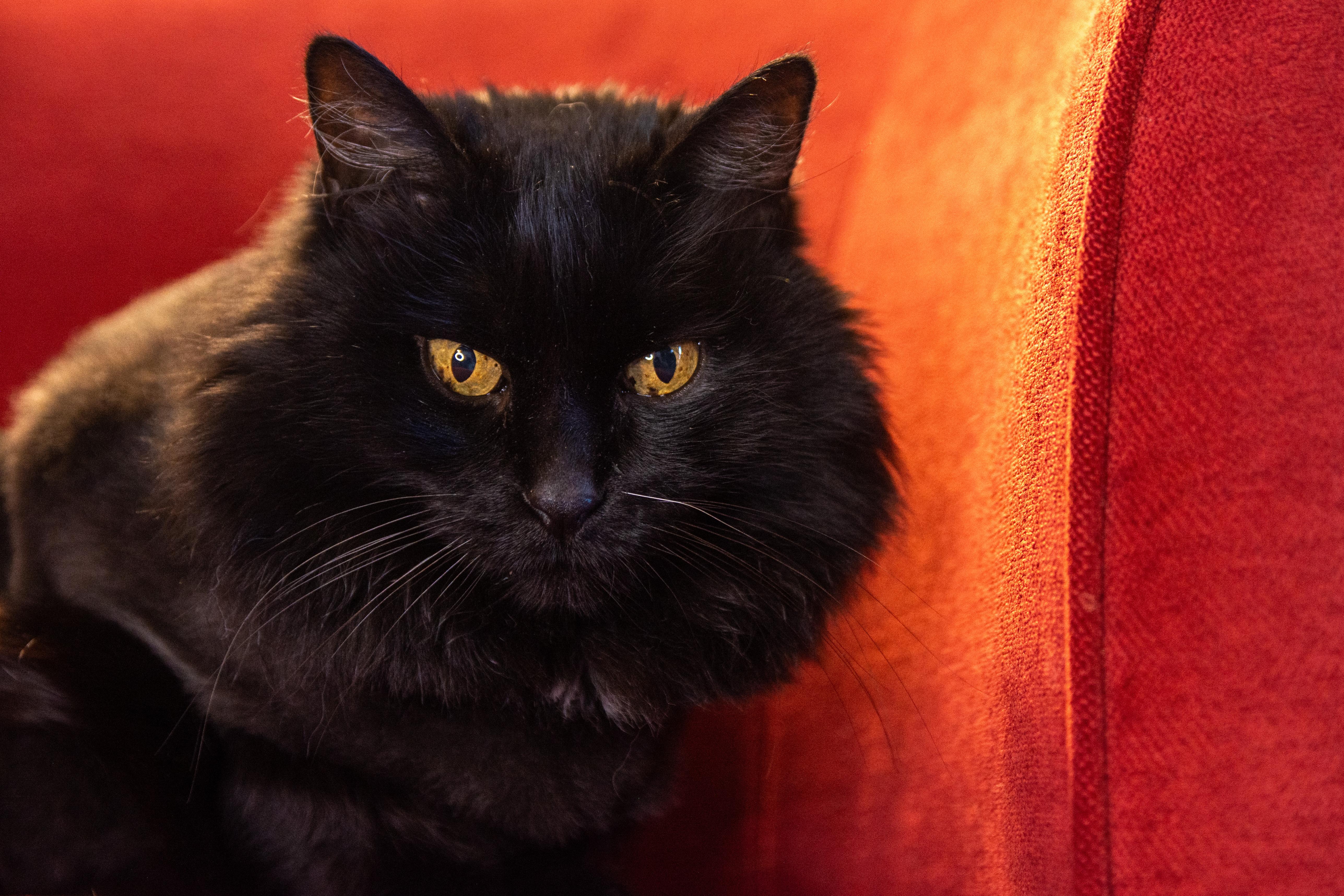 Enlarge Raven, a ADOPTABLE Domestic Long Hair in Boise, ID image 4/4