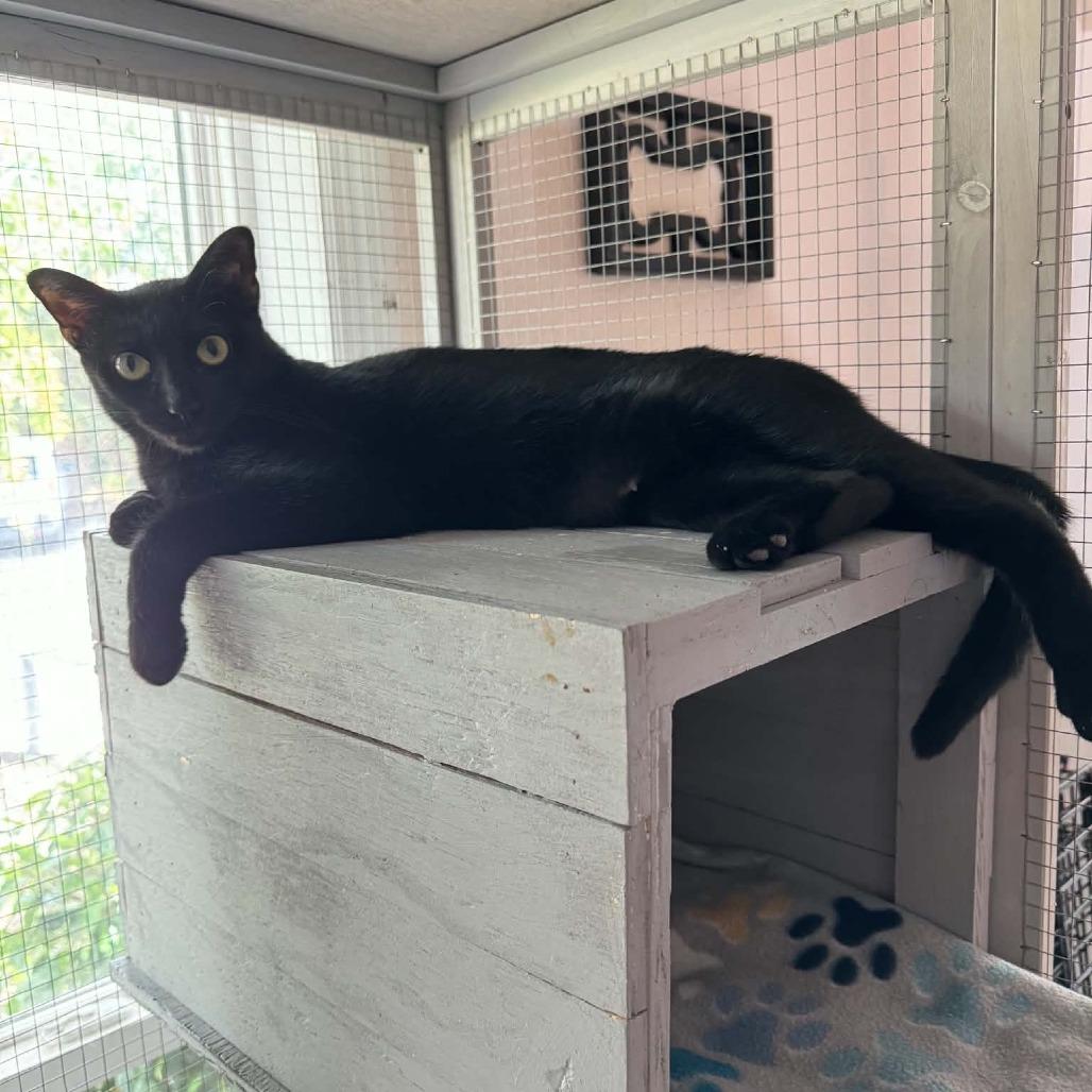 Vader (Mom), Adoptable, Young Female Domestic Short Hair.