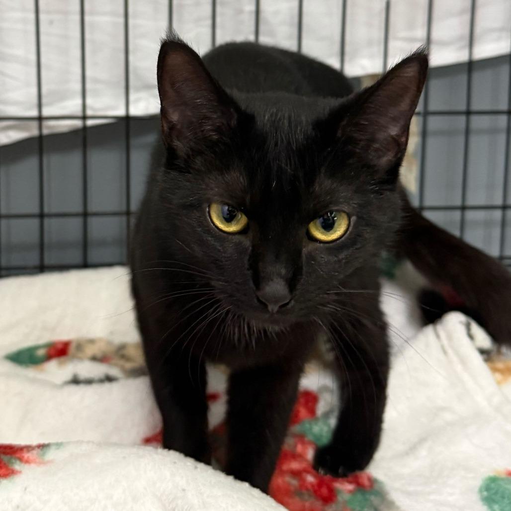 Navi, Adoptable, Kitten Female Domestic Short Hair.