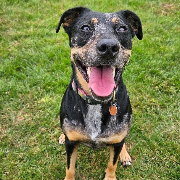 Hazel, a Adoptable mixed breed image 1/9