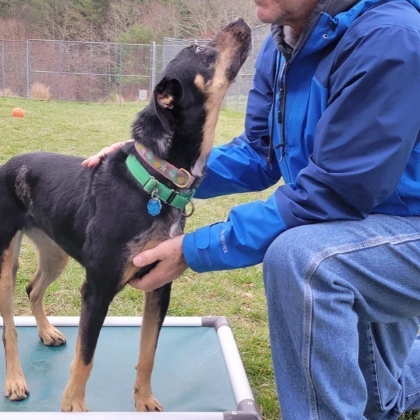 Hazel, a Adoptable mixed breed image 2/9