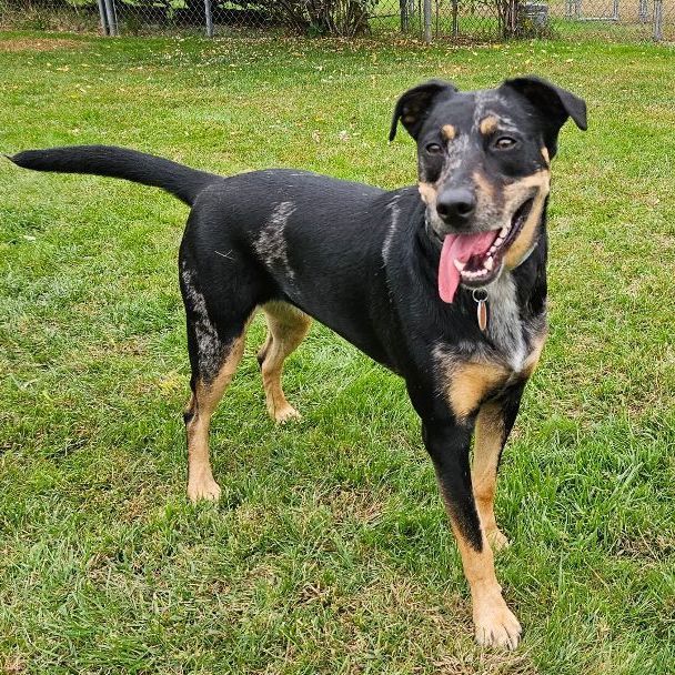 Hazel, a Adoptable mixed breed image 3/9