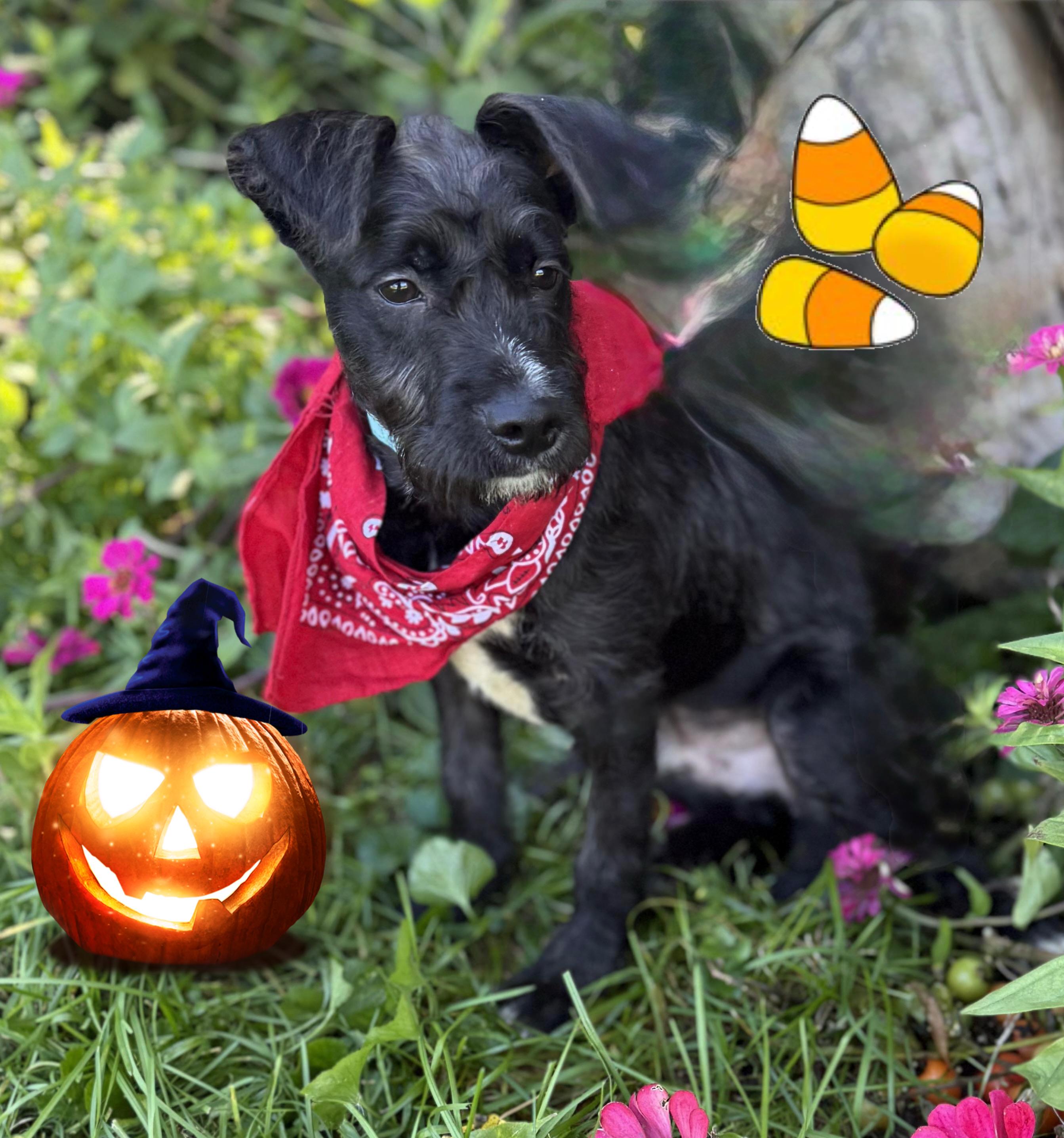 Enlarge Buddy, a Adoptable mixed breed in White Lake, MI image 3/4