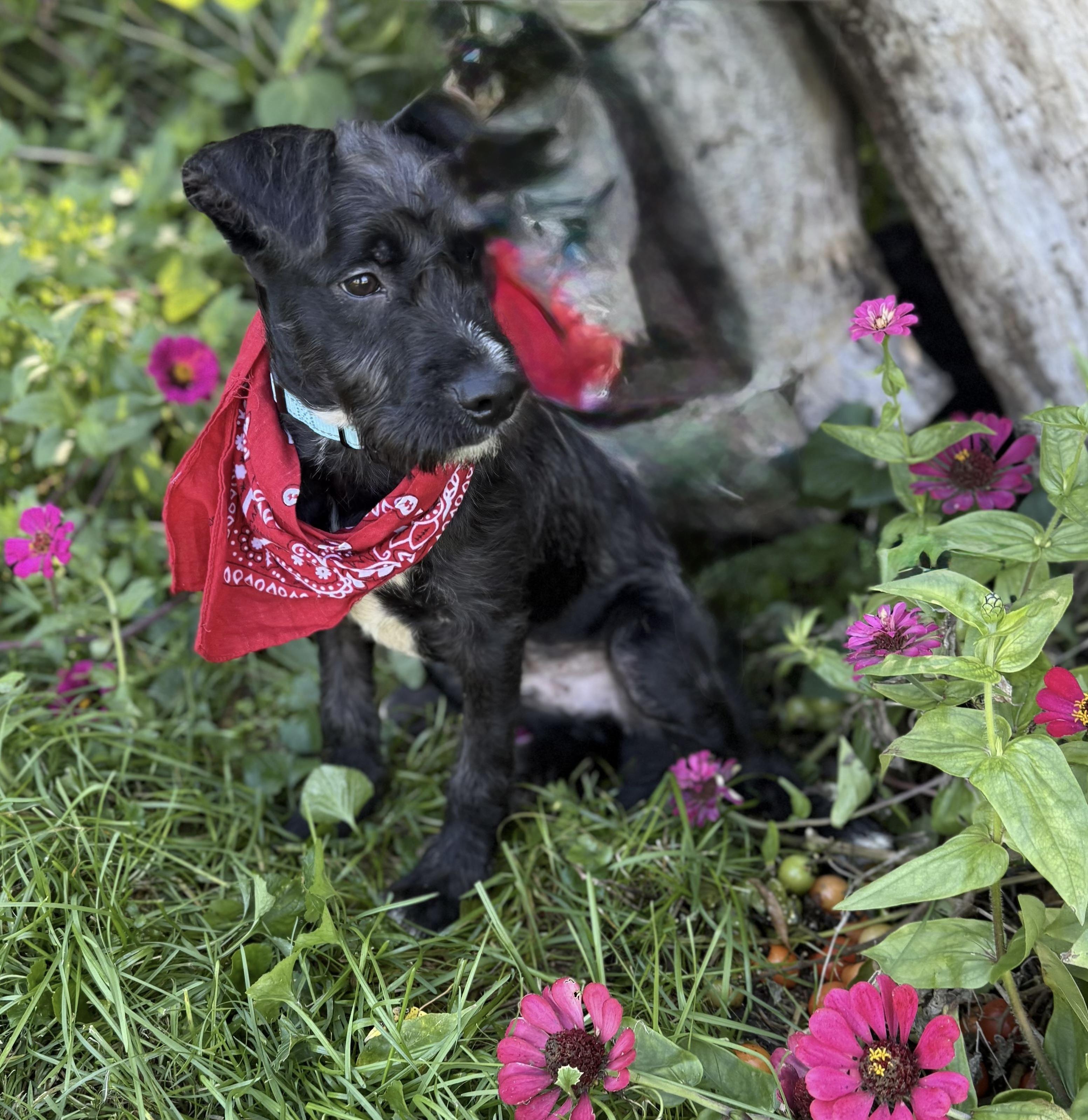 Enlarge Buddy, a Adoptable mixed breed in White Lake, MI image 4/4